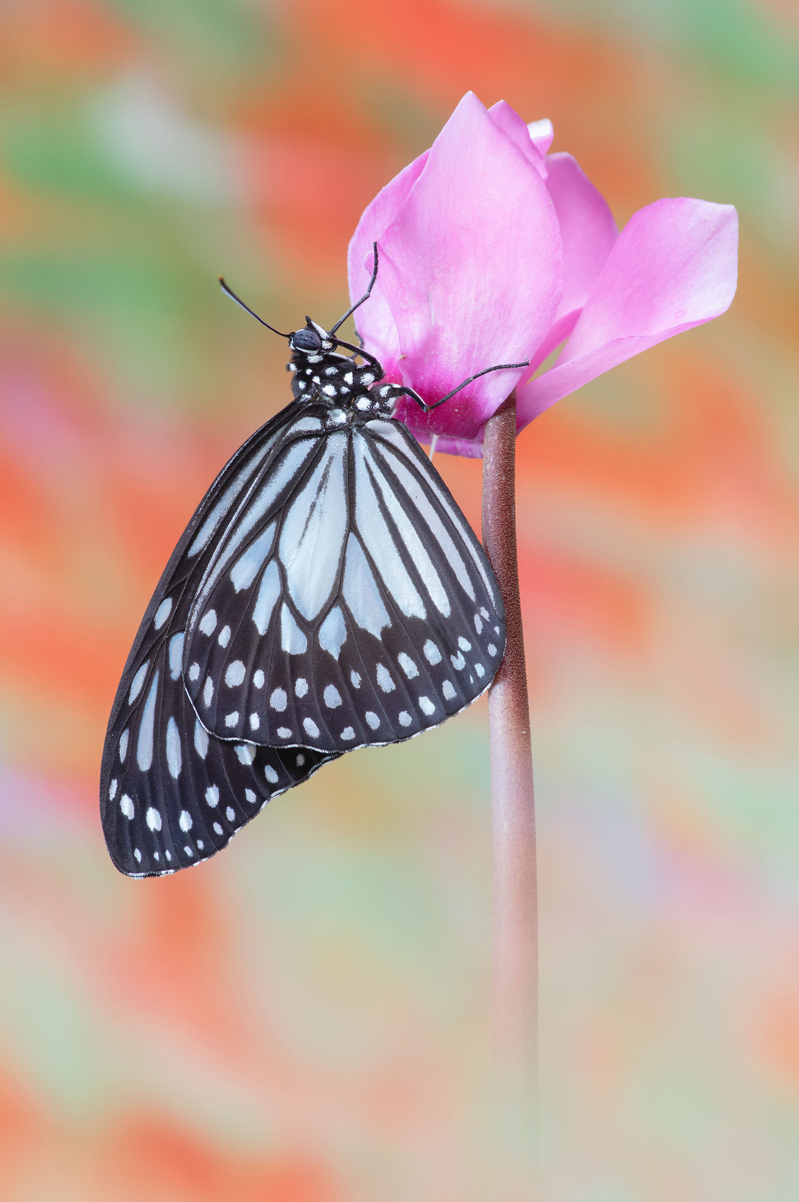 Ideopsis juventa (Cramer, 1777)