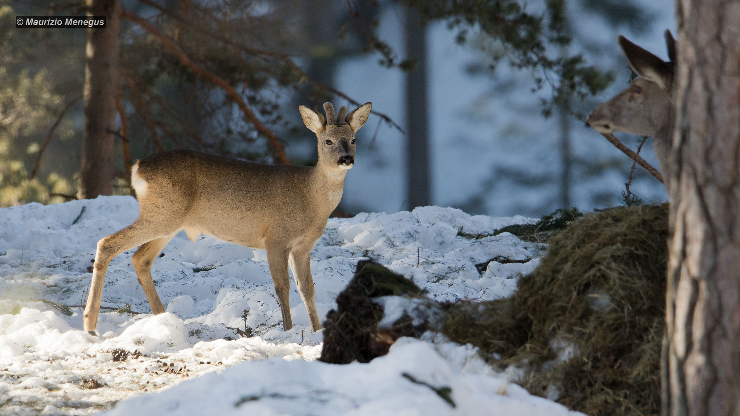 Incontro tra un capriolo ed una cerva….