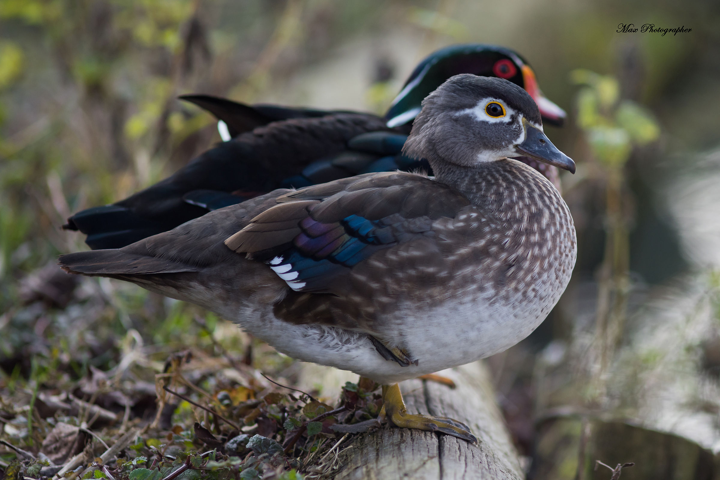 Coppia di anatre Carolina (Aix sponsa)