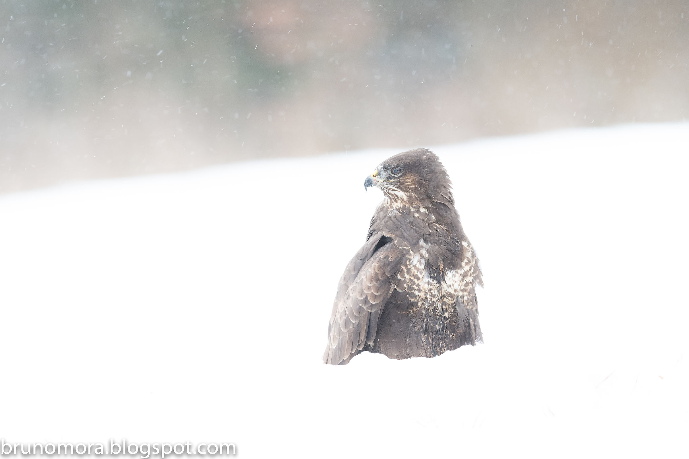 Poiana sotto la nevicata