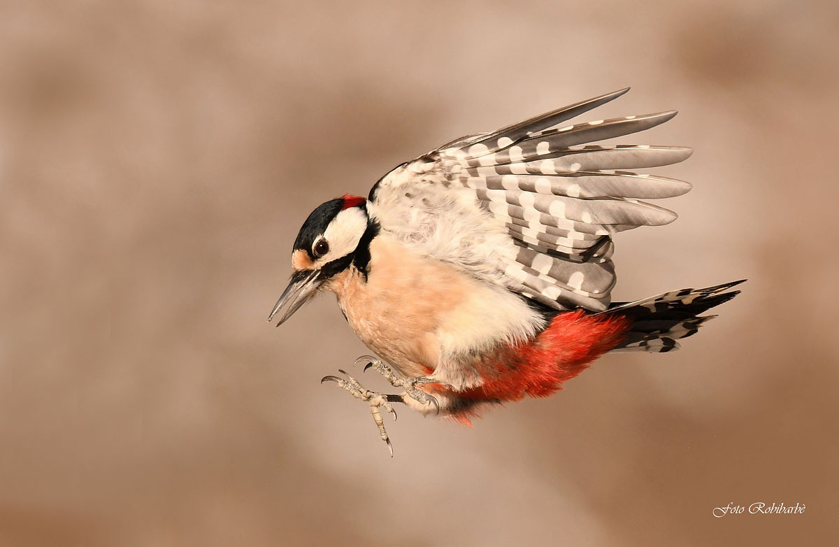 The major on the attack...