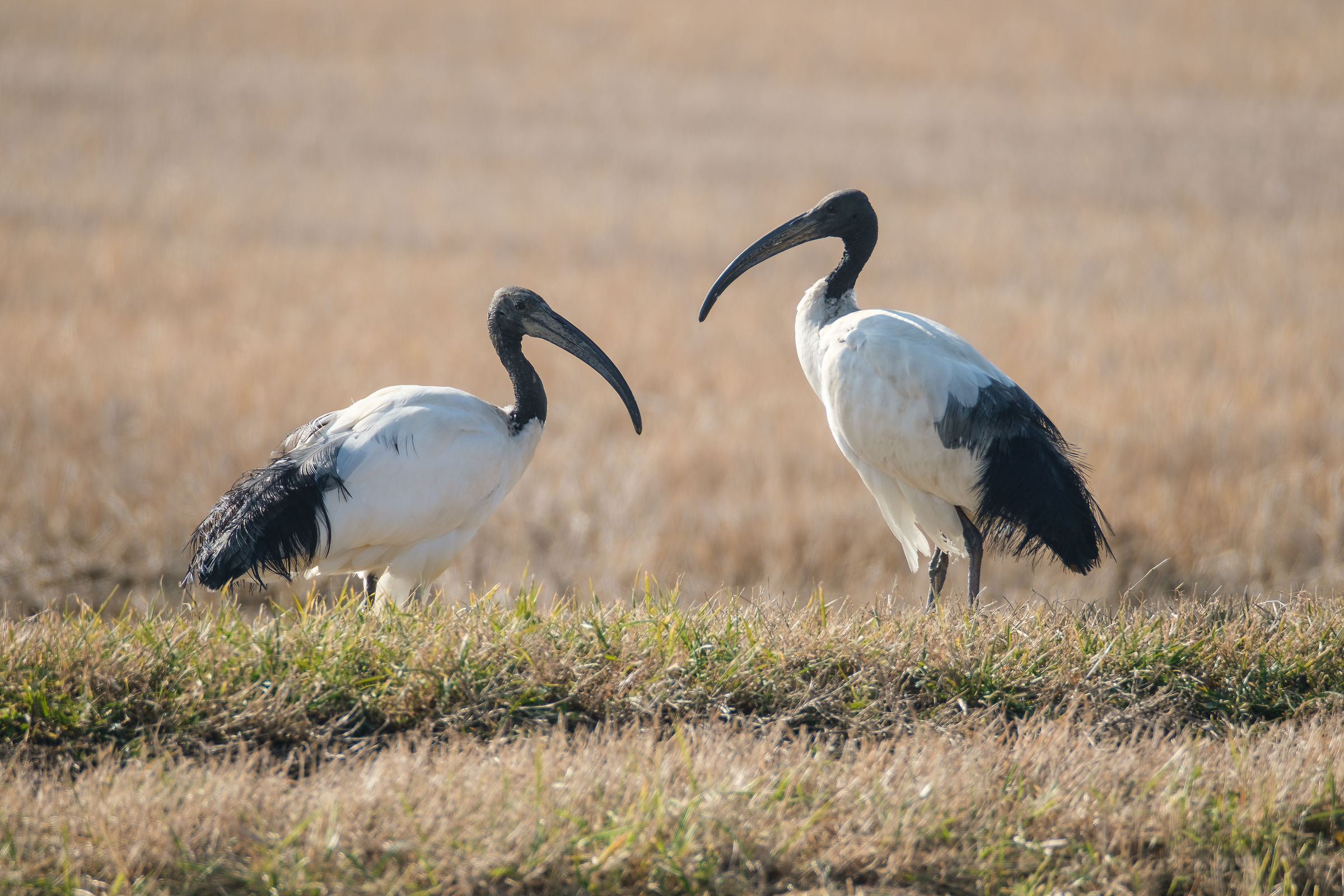 Rice fields in winter: Sacred Ibis