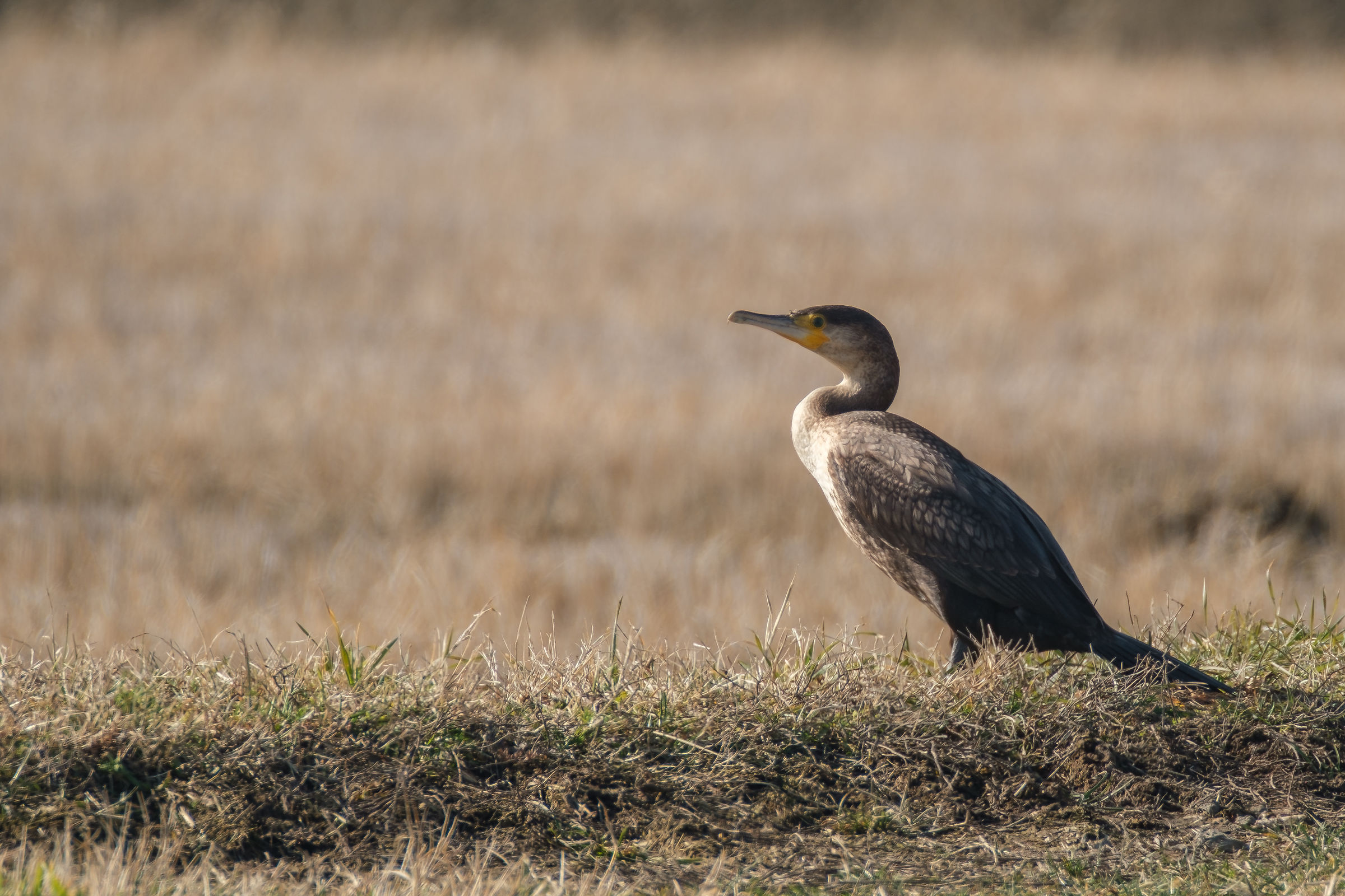 Rice fields in winter: Cormorant