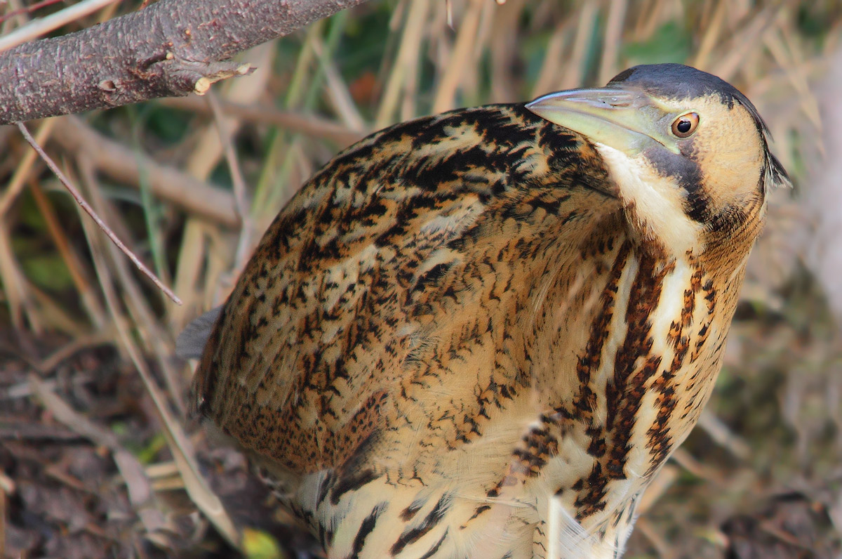 bittern