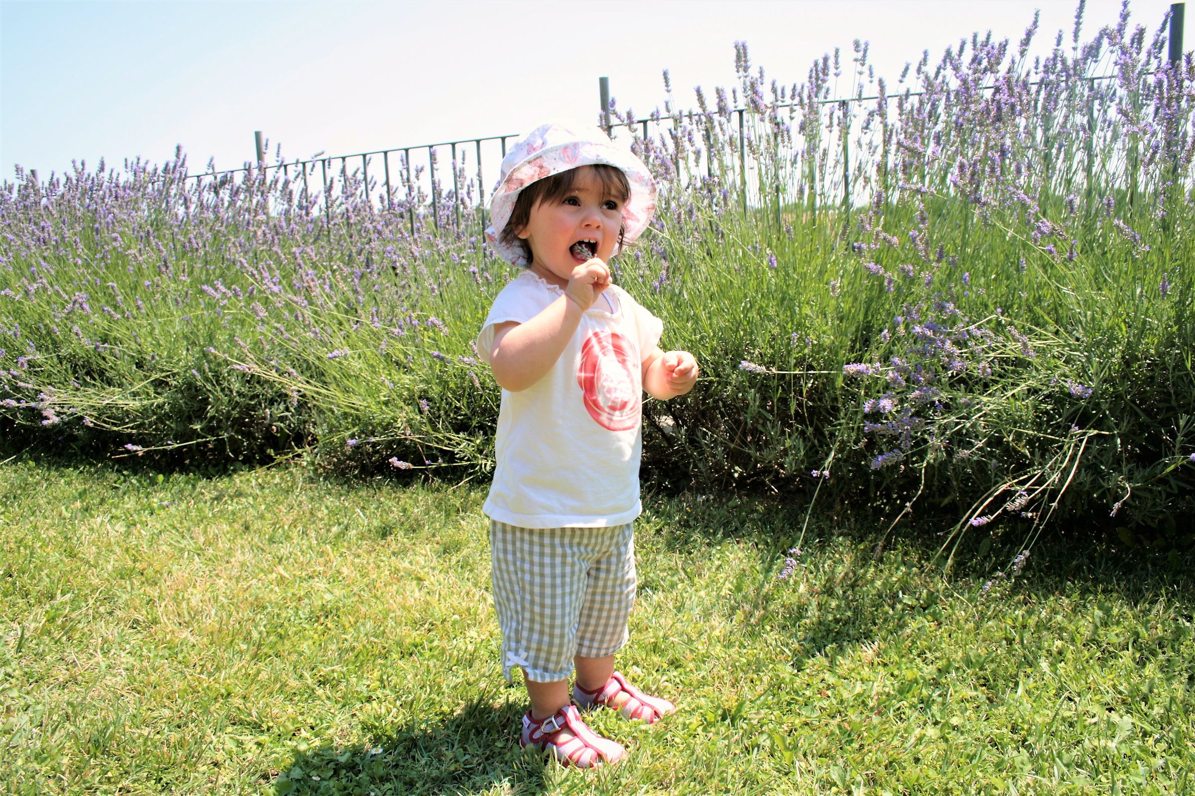 Viola and..... Lavender!!!