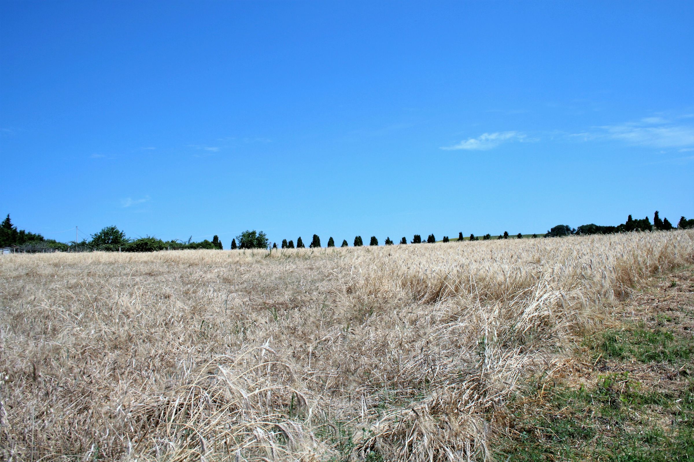 .. Ready for harvesting