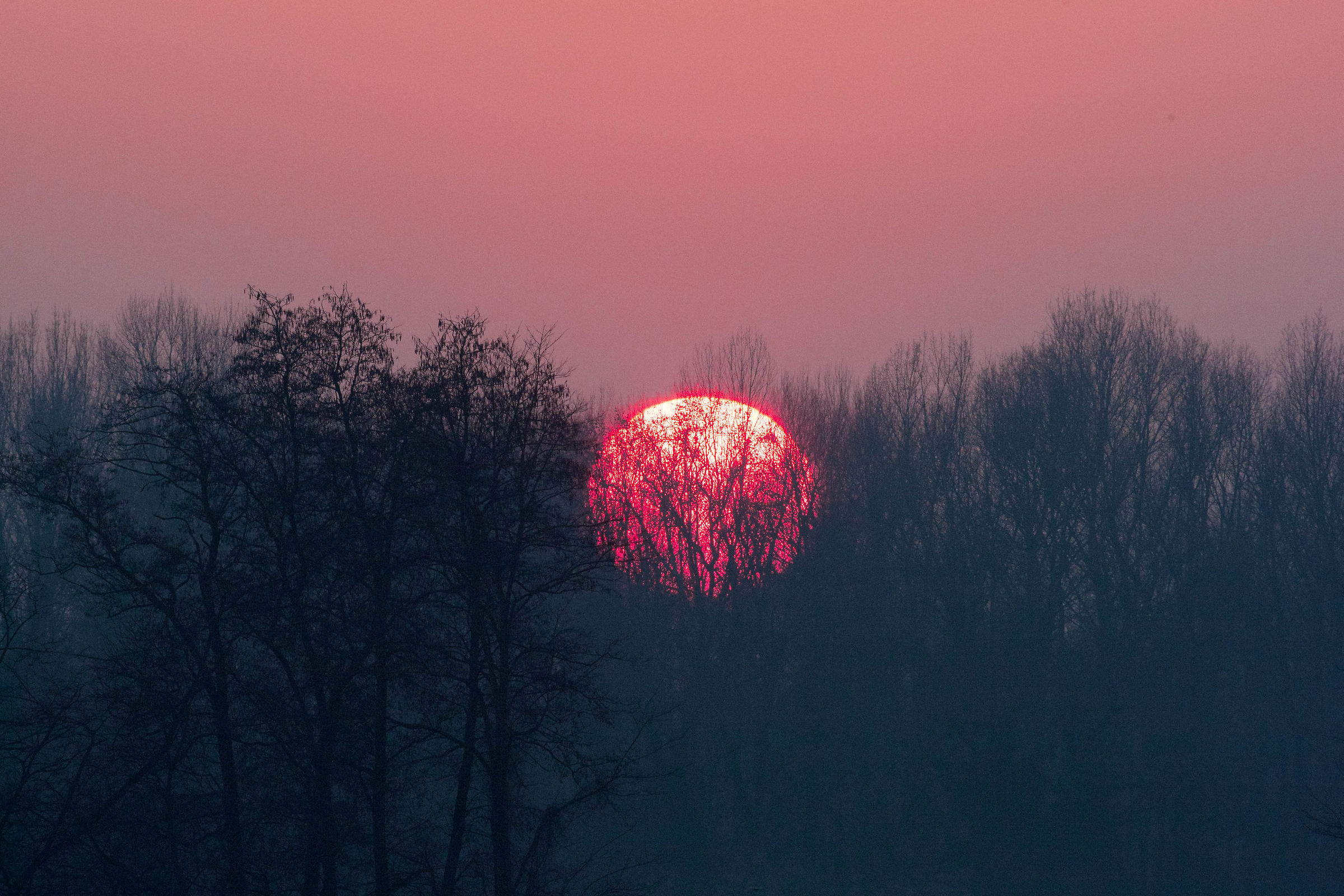 In the arms of the forest