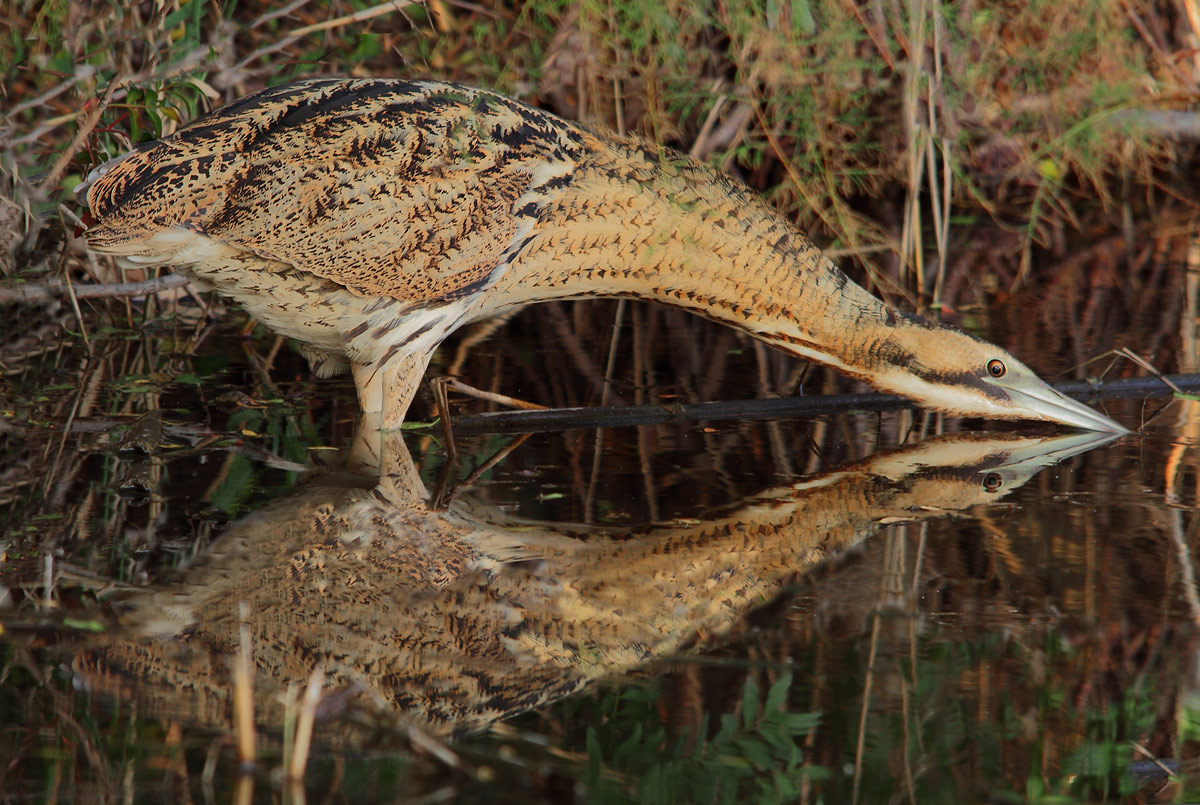 bittern