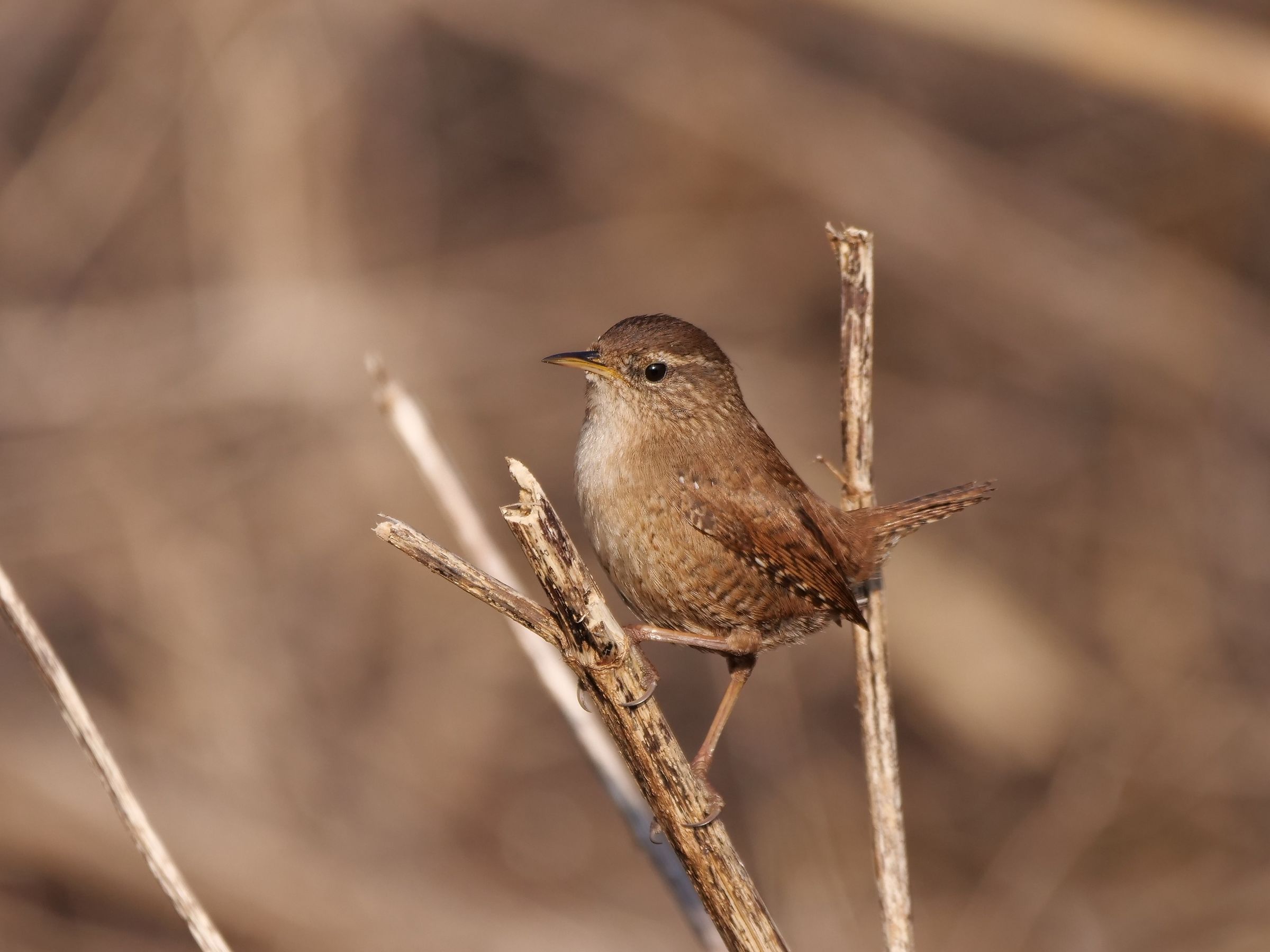 Wren