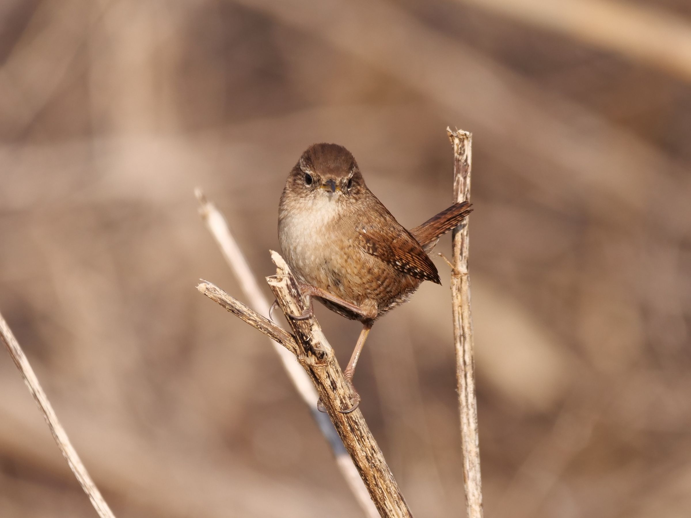 Scricciolo (Troglodytes troglodytes)