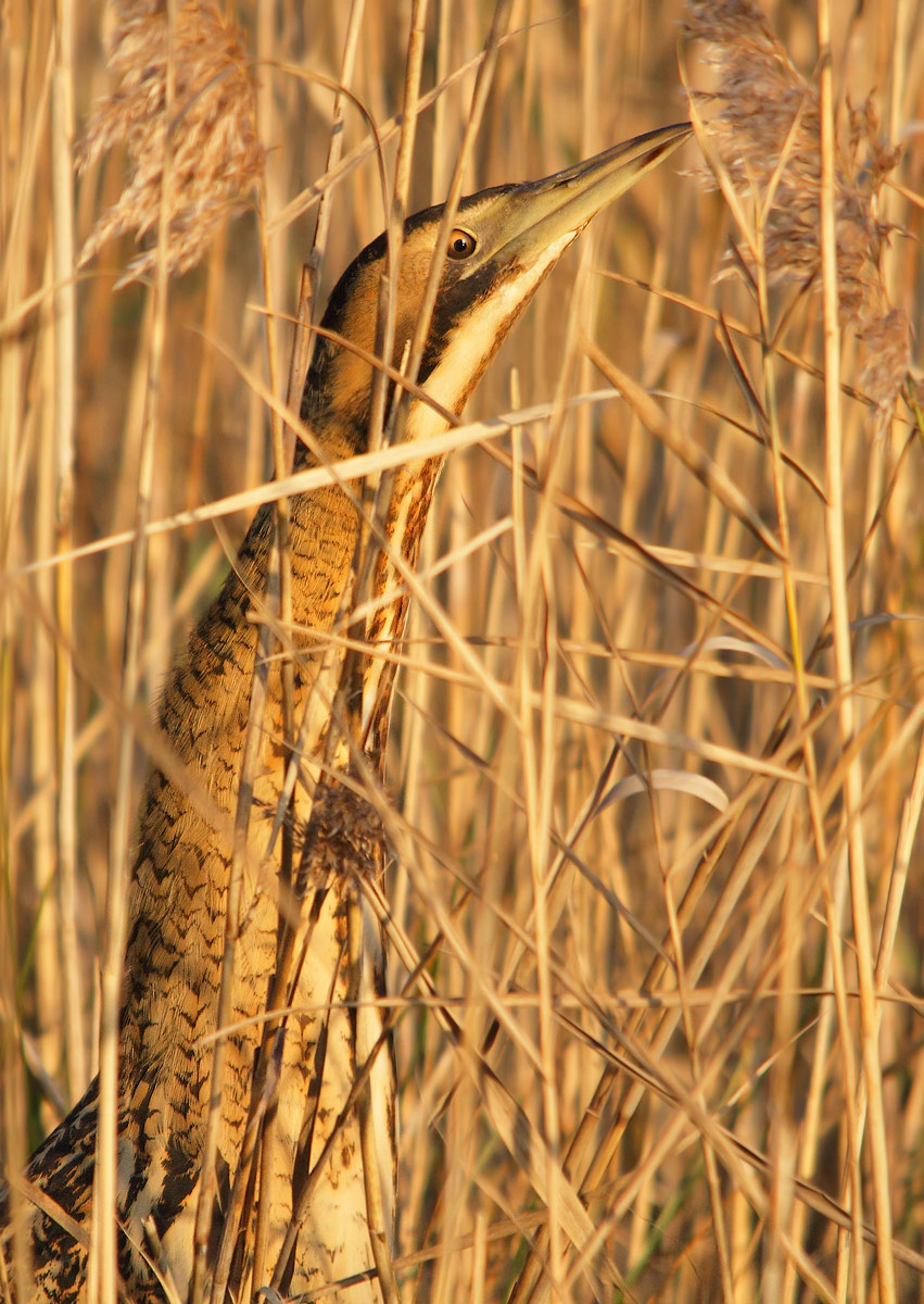 bittern