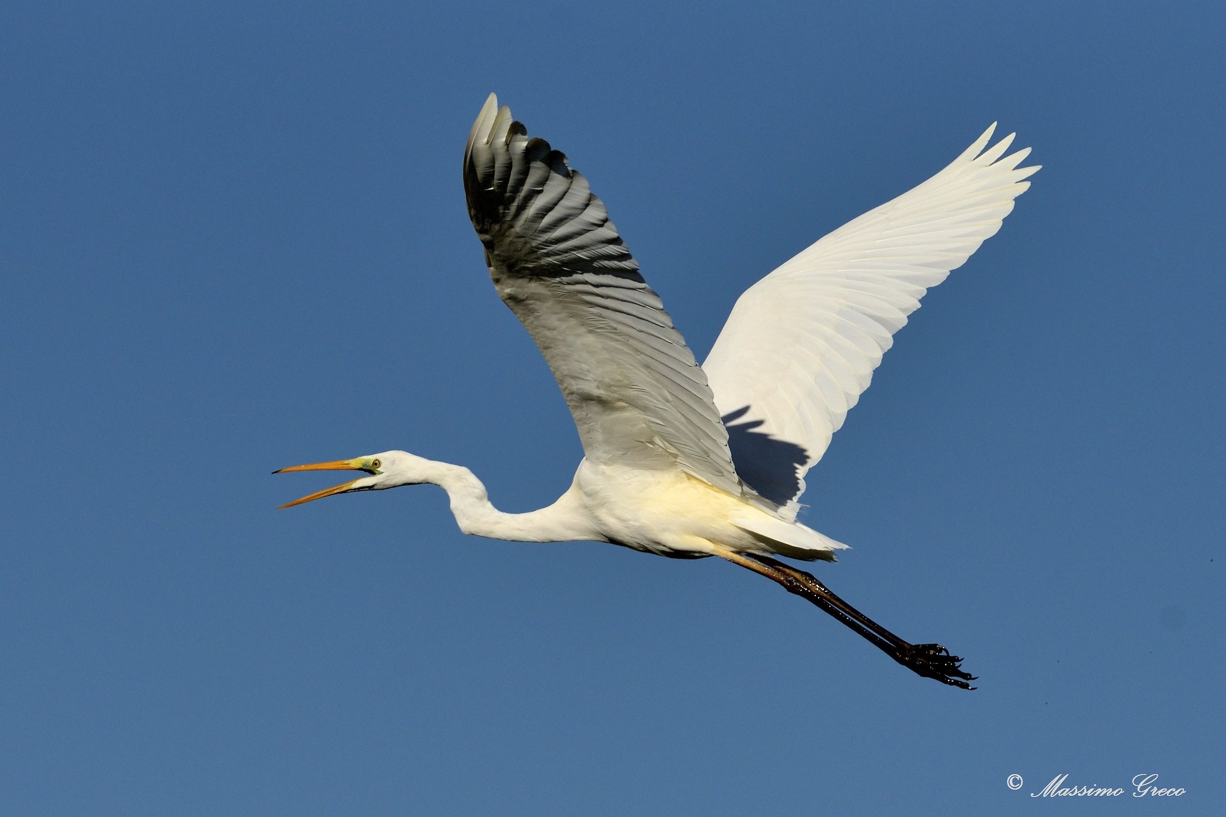 Greater White Heron