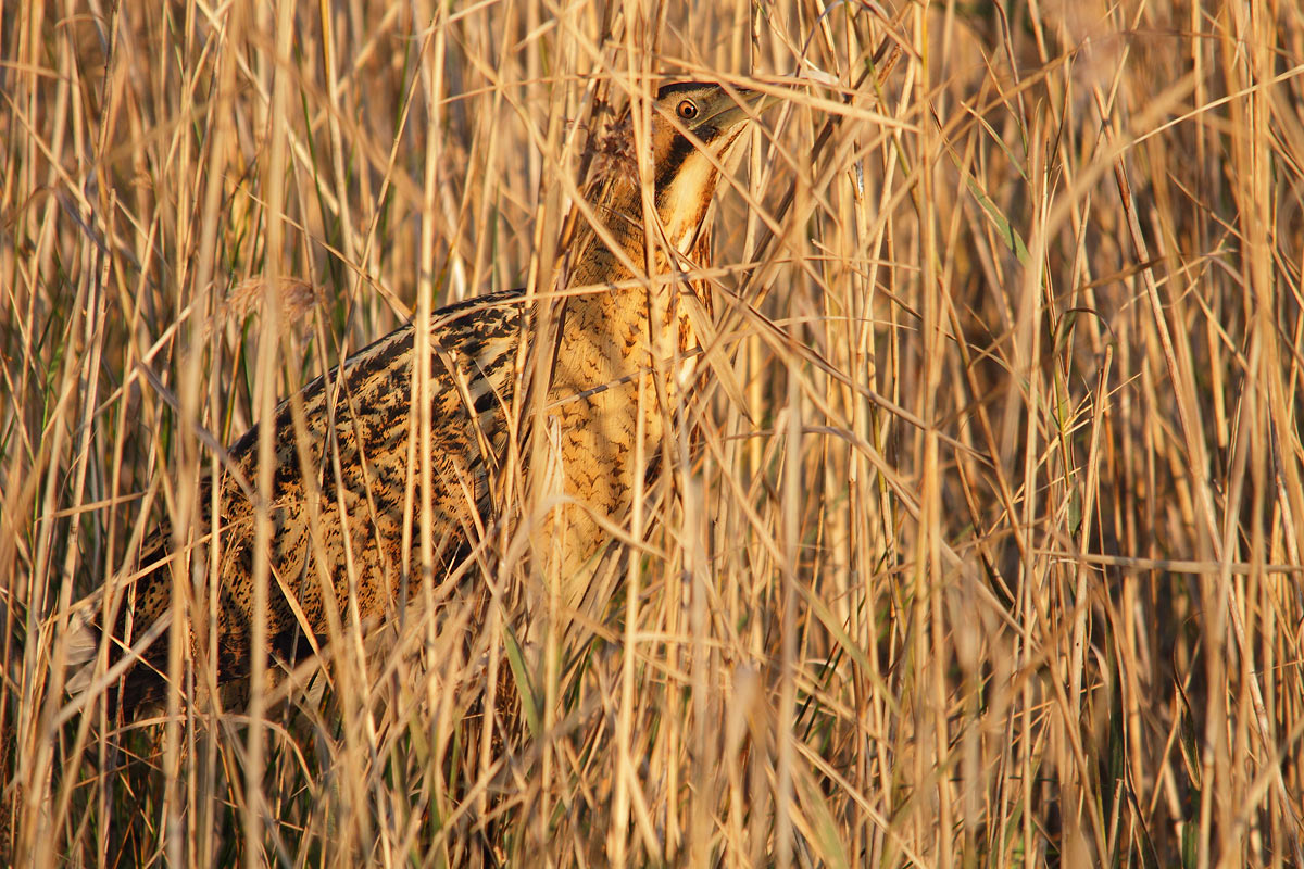 bittern