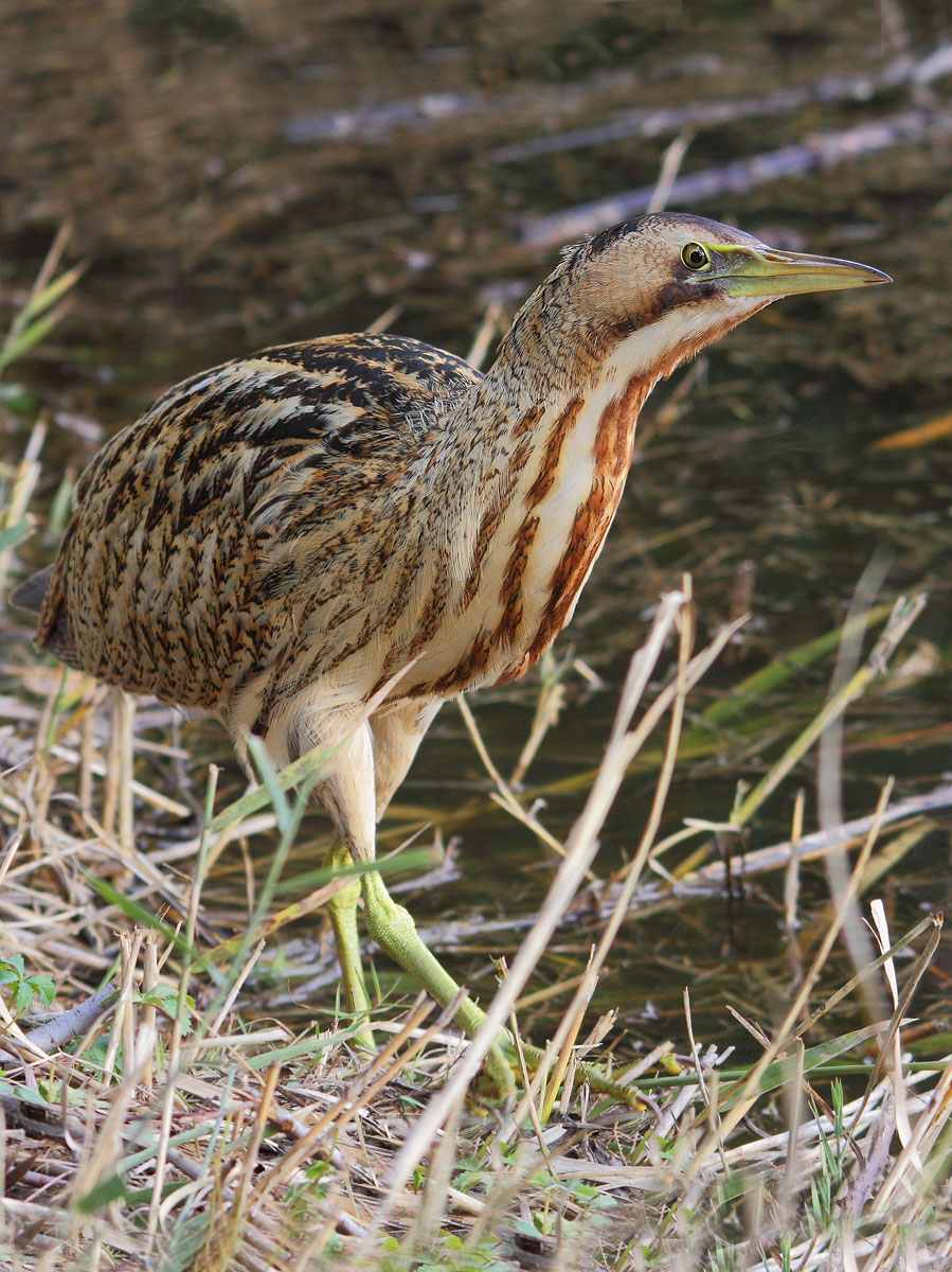 bittern