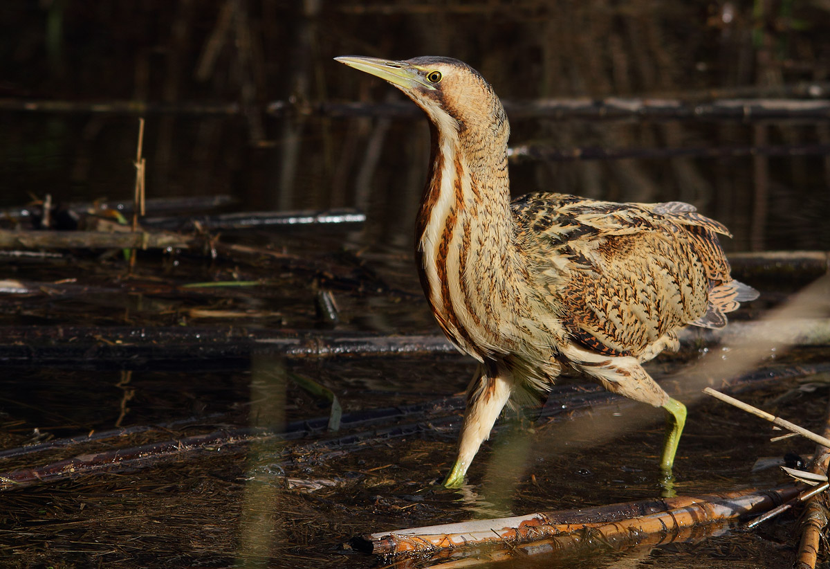 Bittern