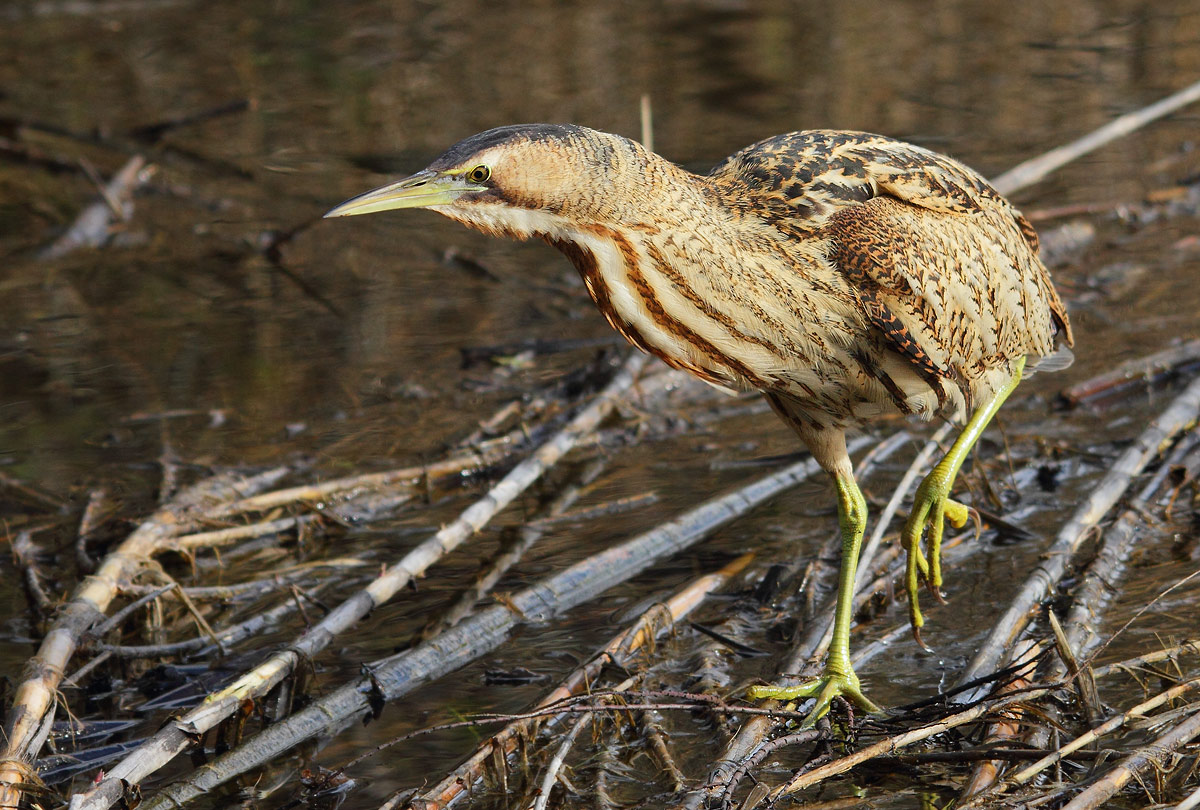 Bittern