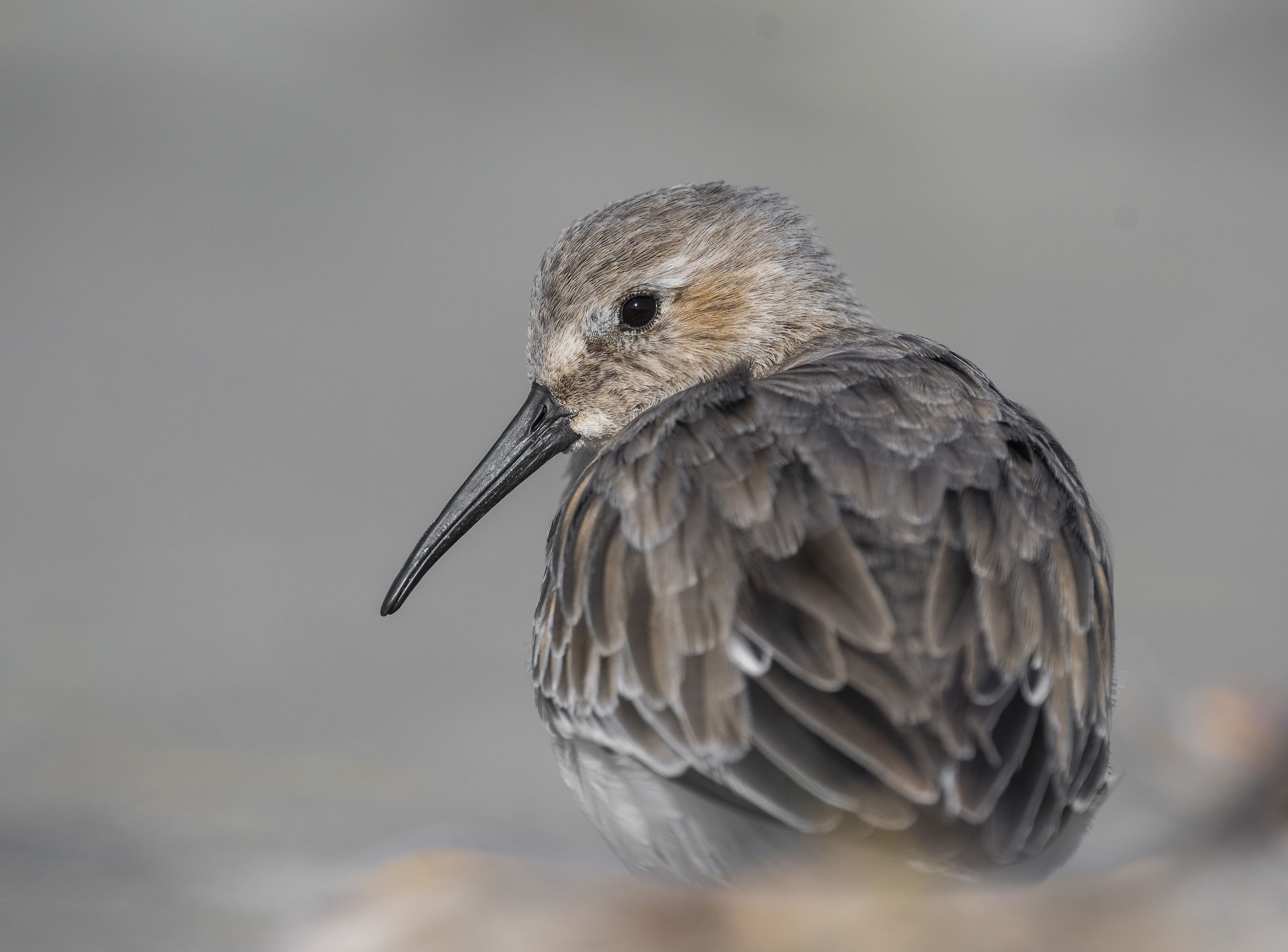 Piovanello pancianera