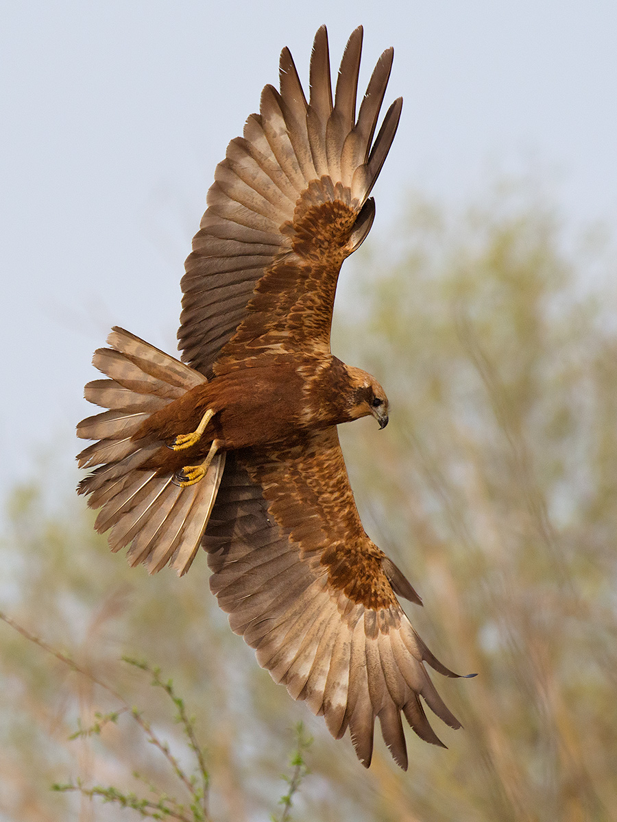 Palòude Hawk in aerial maneuver