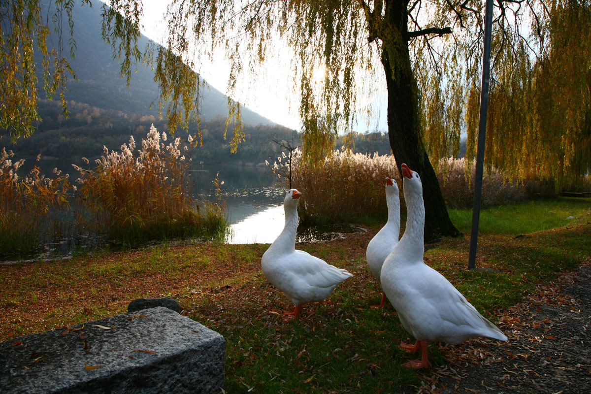 Geese