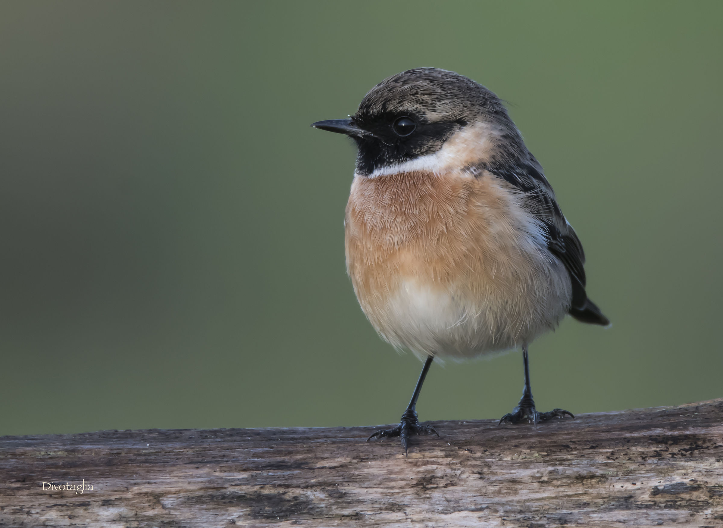Stonechat