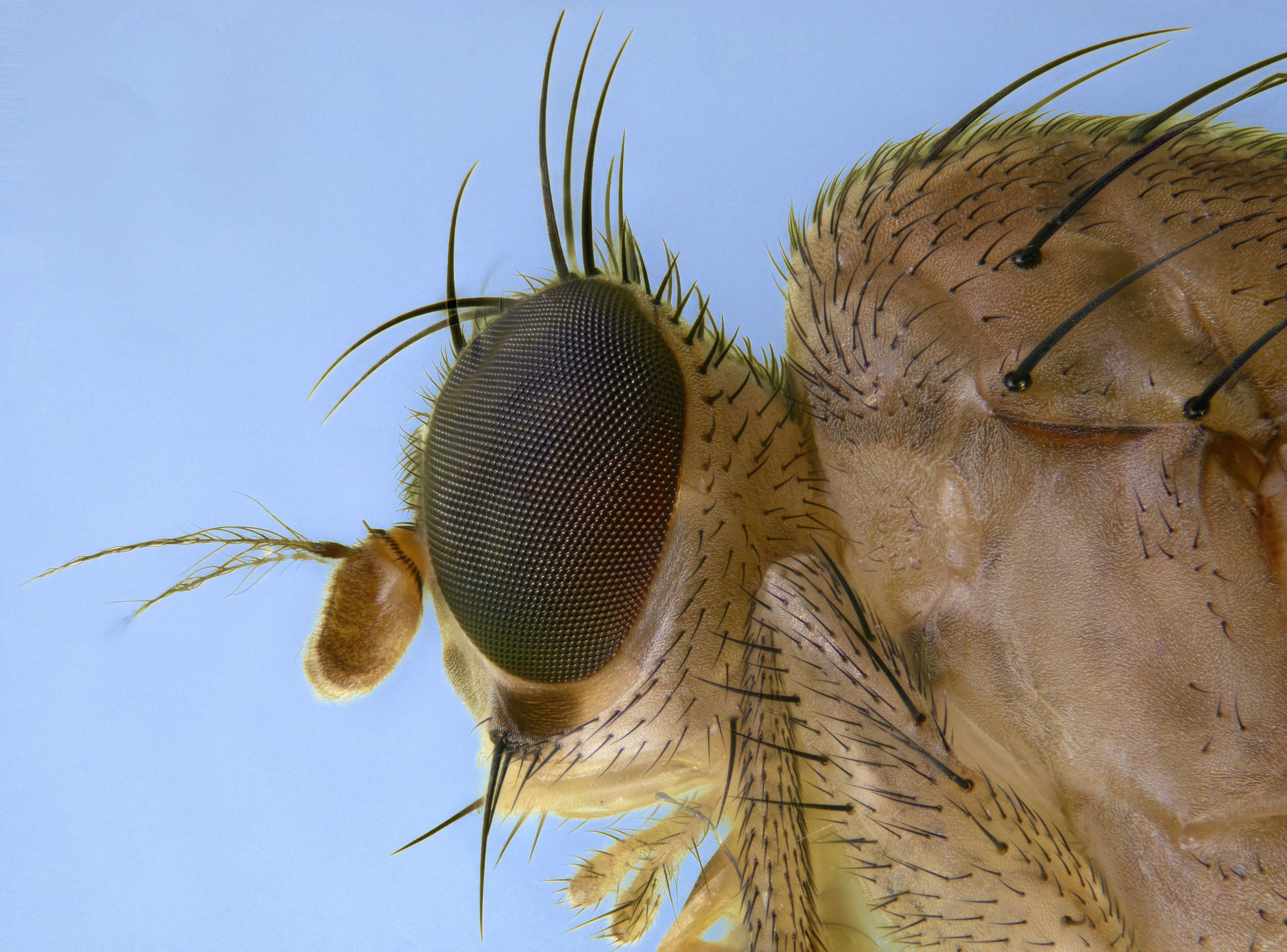 Diptera > Anthomyiidae > Delia platura