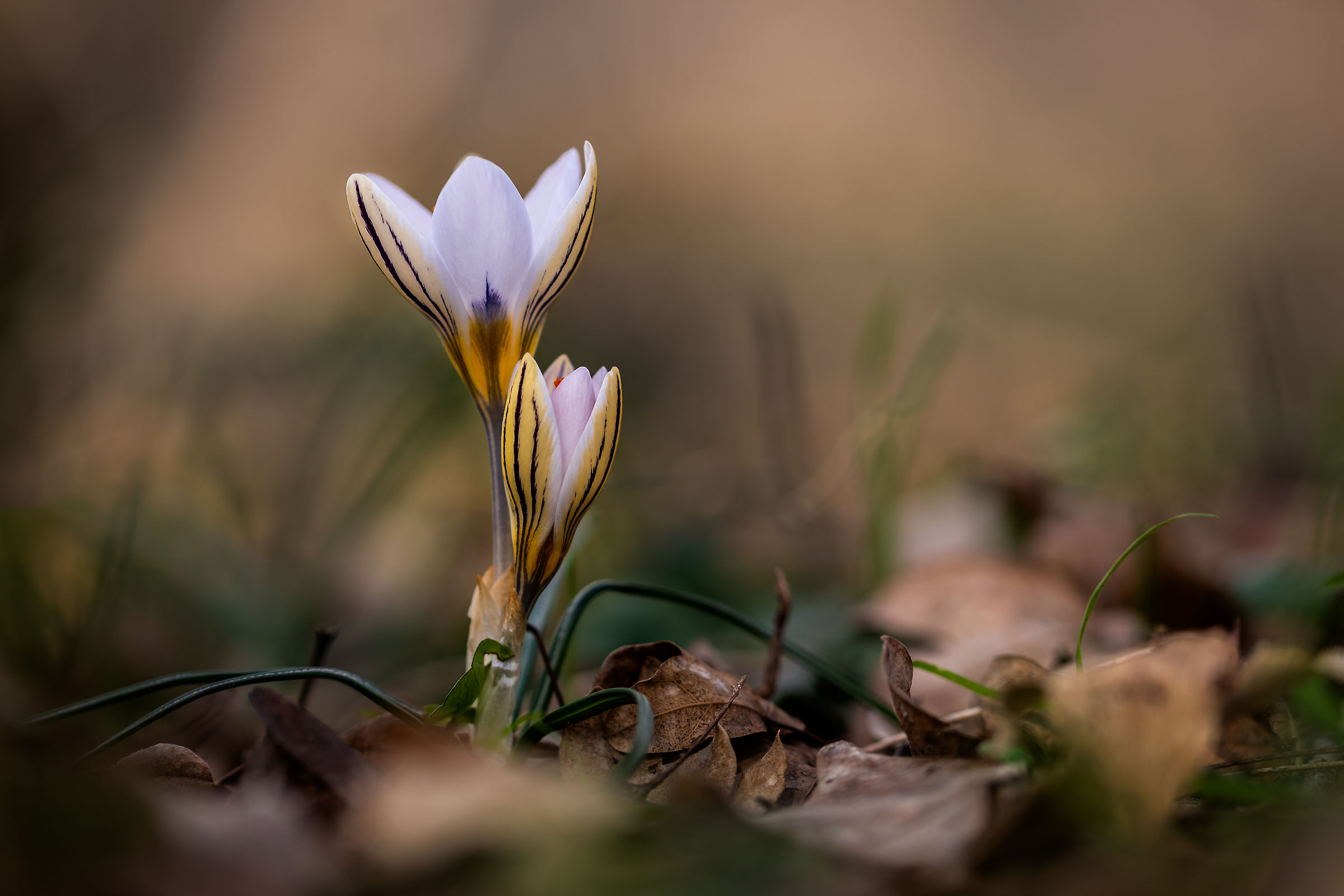 Crocus selvatici