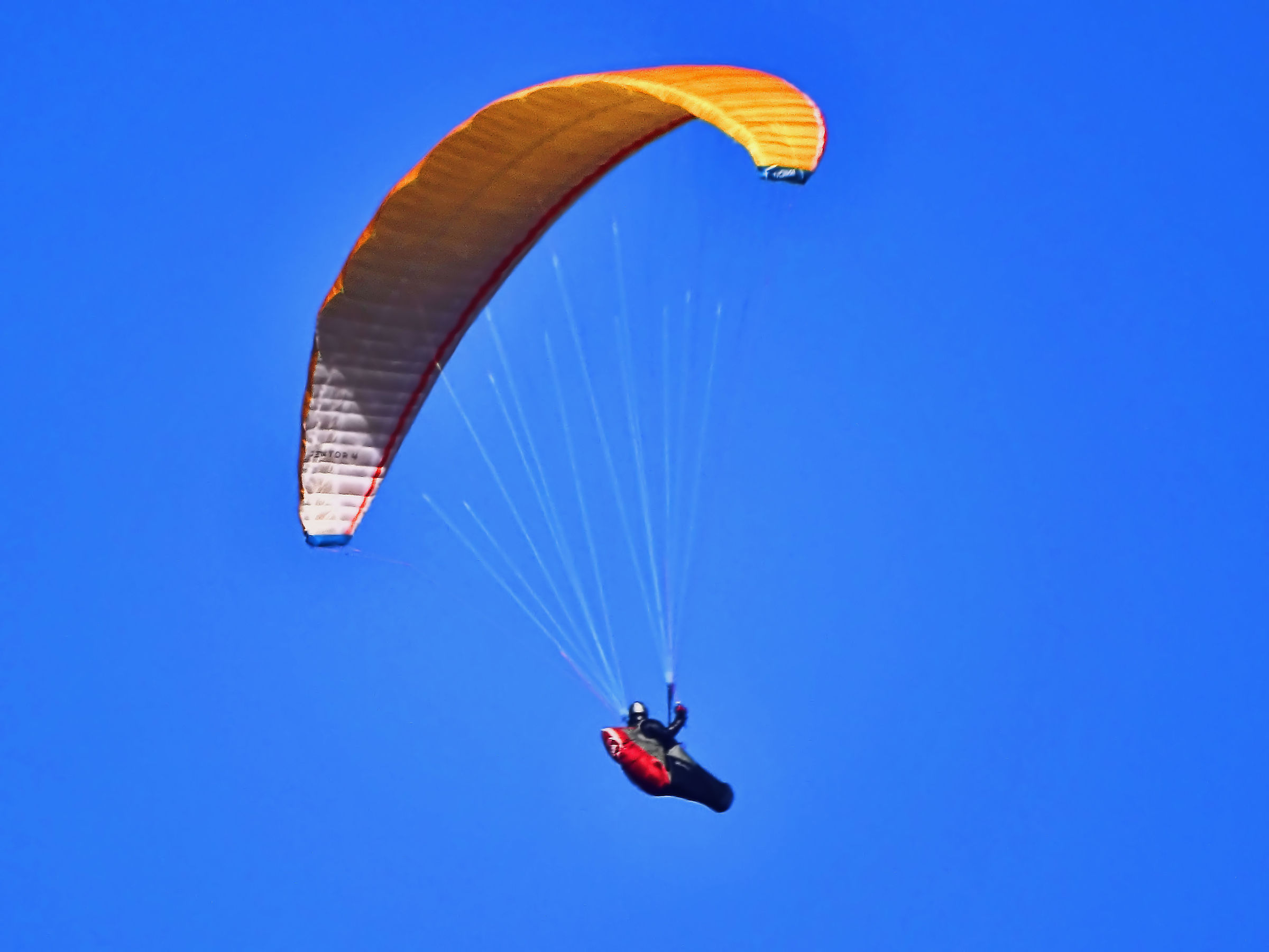 The paraglider