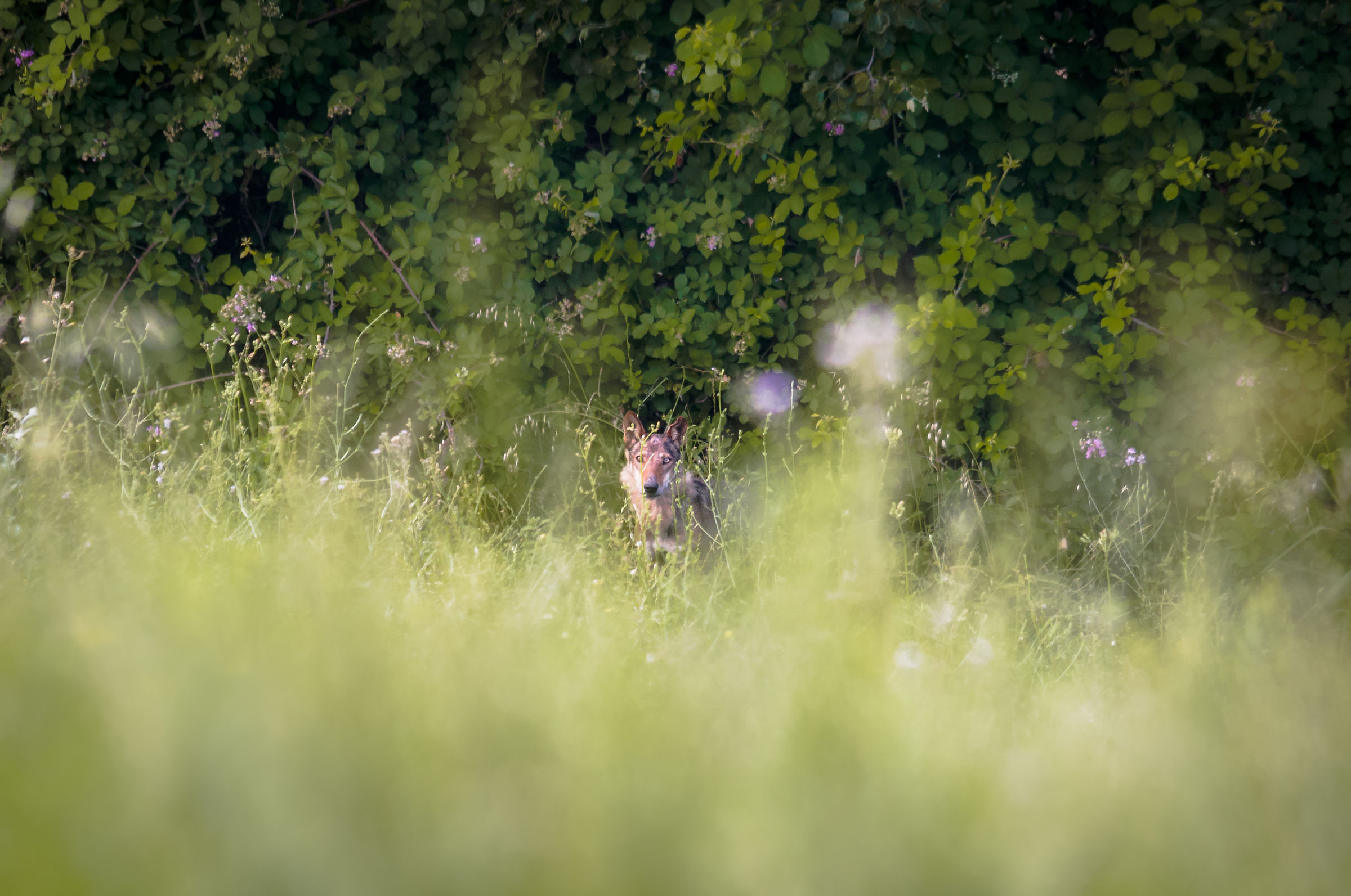Nel fitto della vegetazione