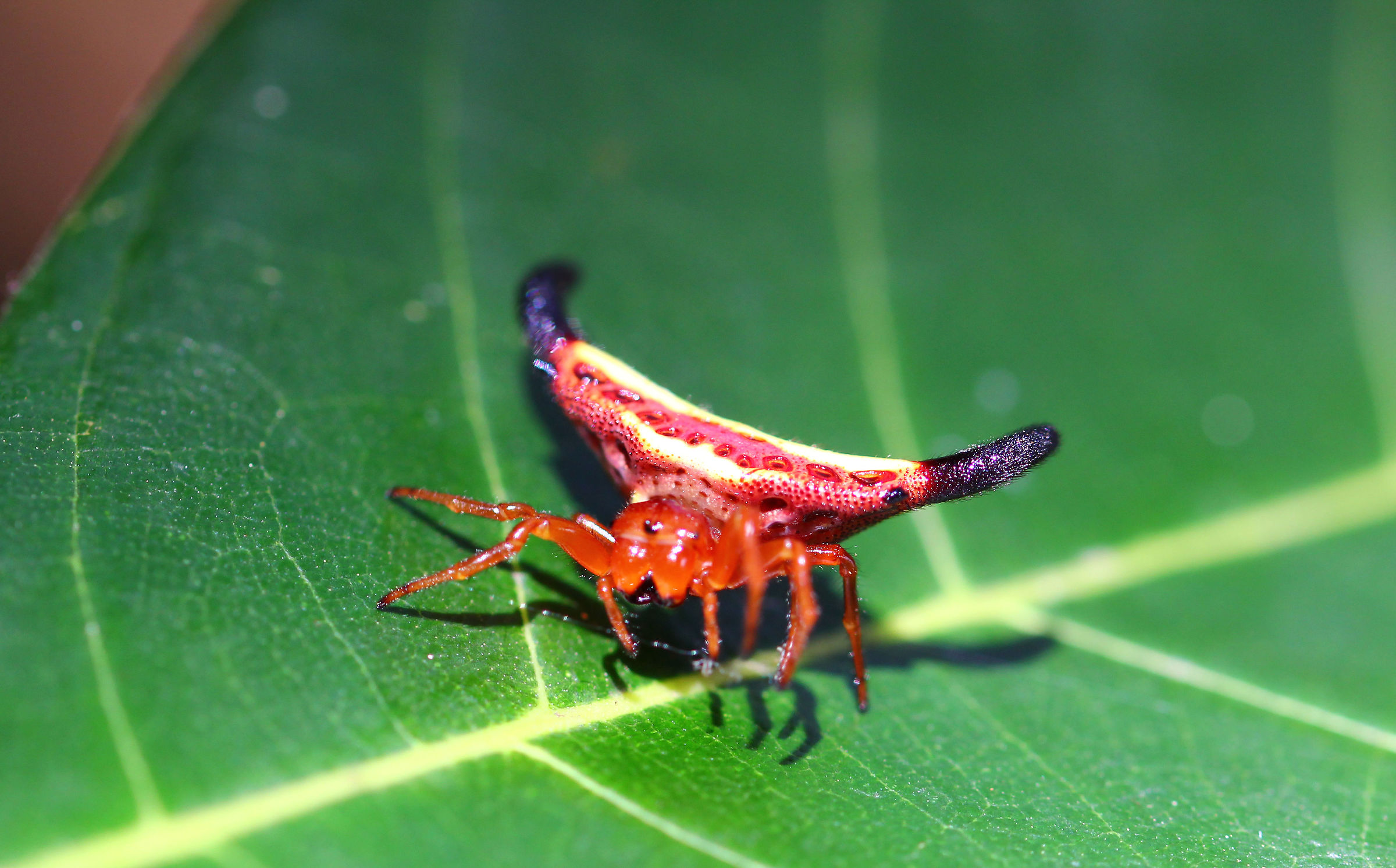 Cuckold Spider Nosy Be