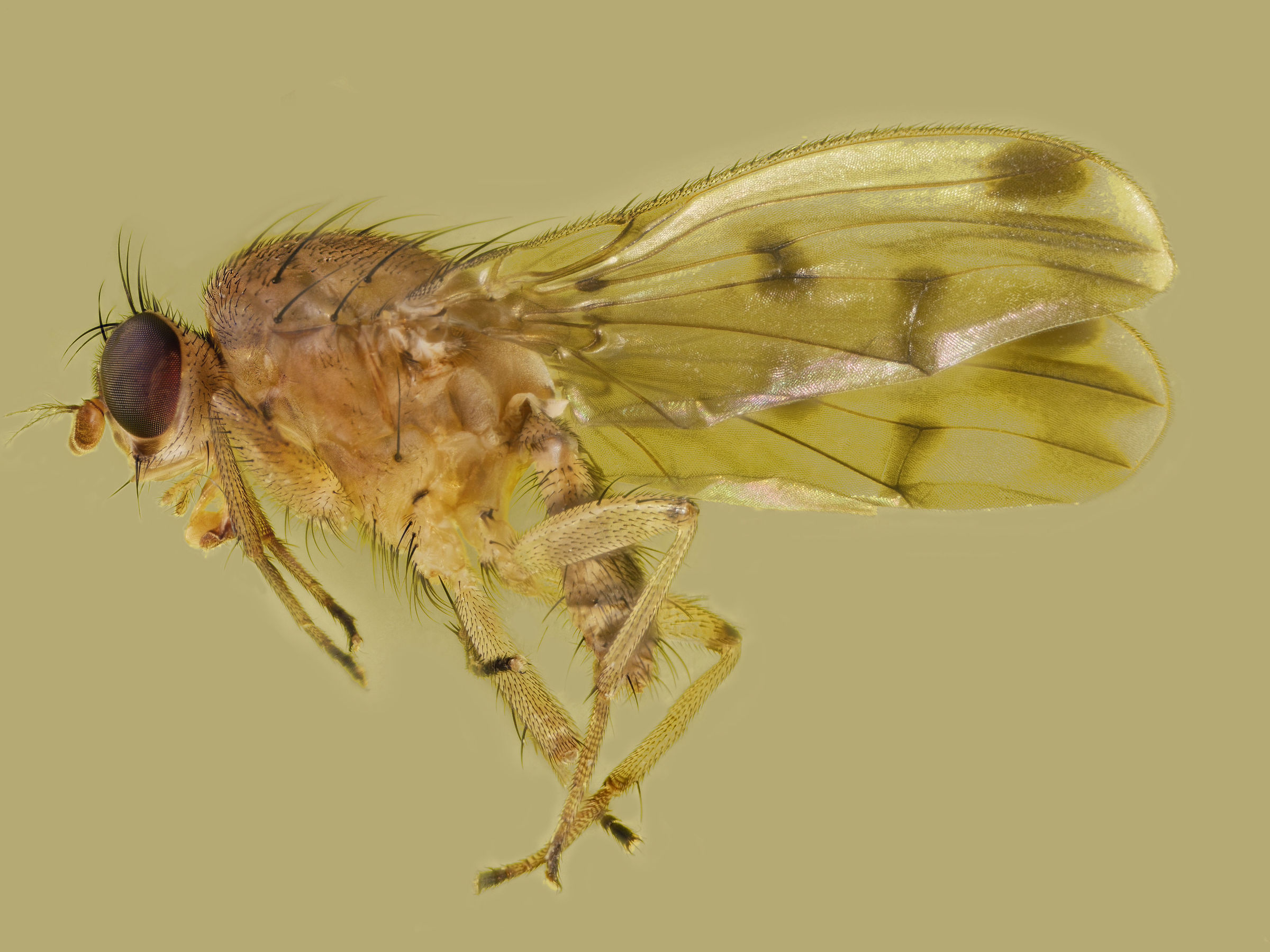 Diptera > Anthomyiidae > Delia platura (mosaico)