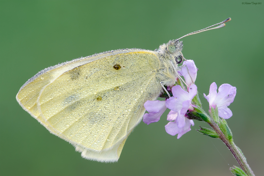 Pieris brassicae