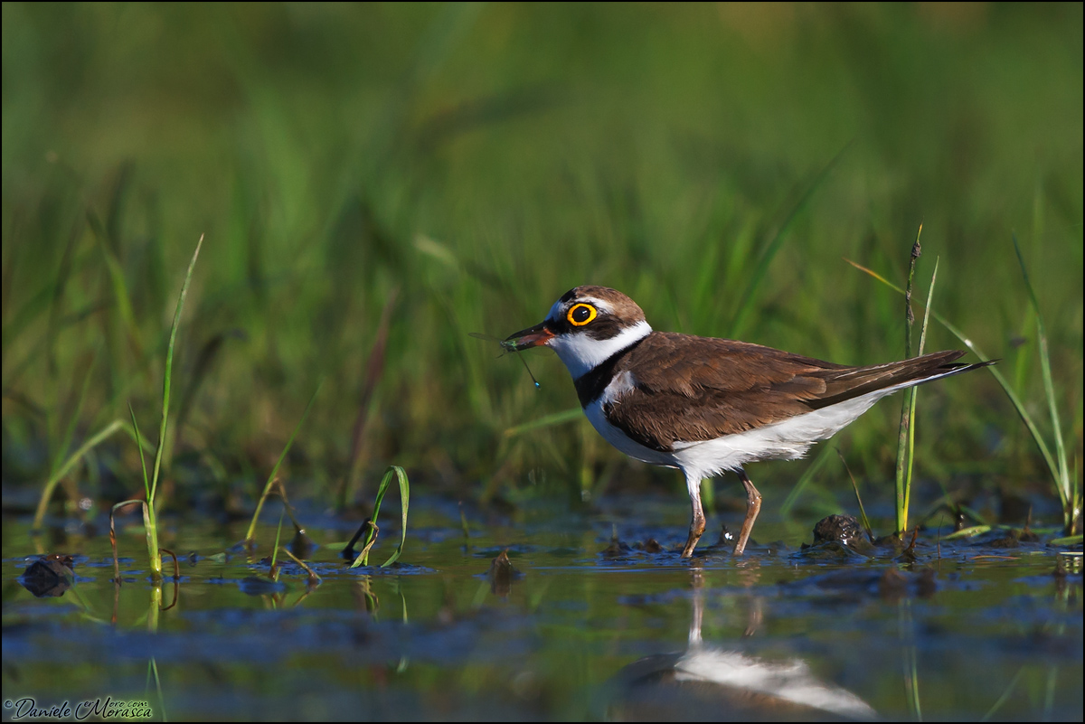 Corriere Piccolo (Charadrius dubius)