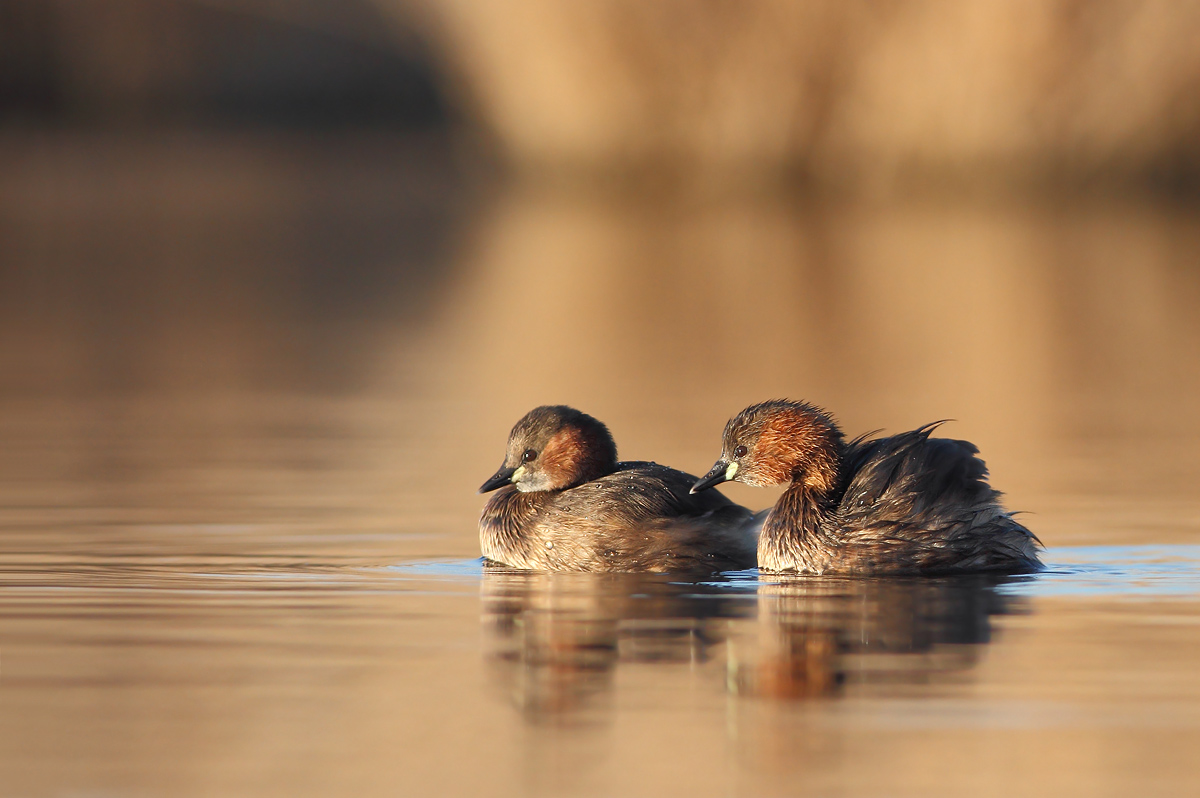 Little Grebe