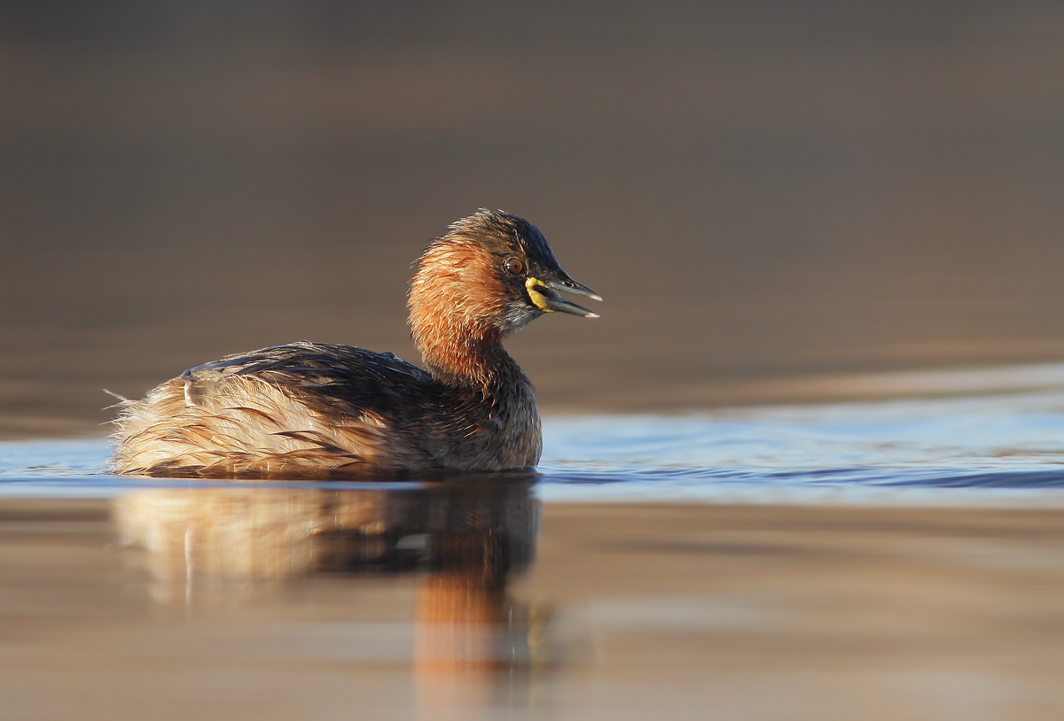 Little Grebe