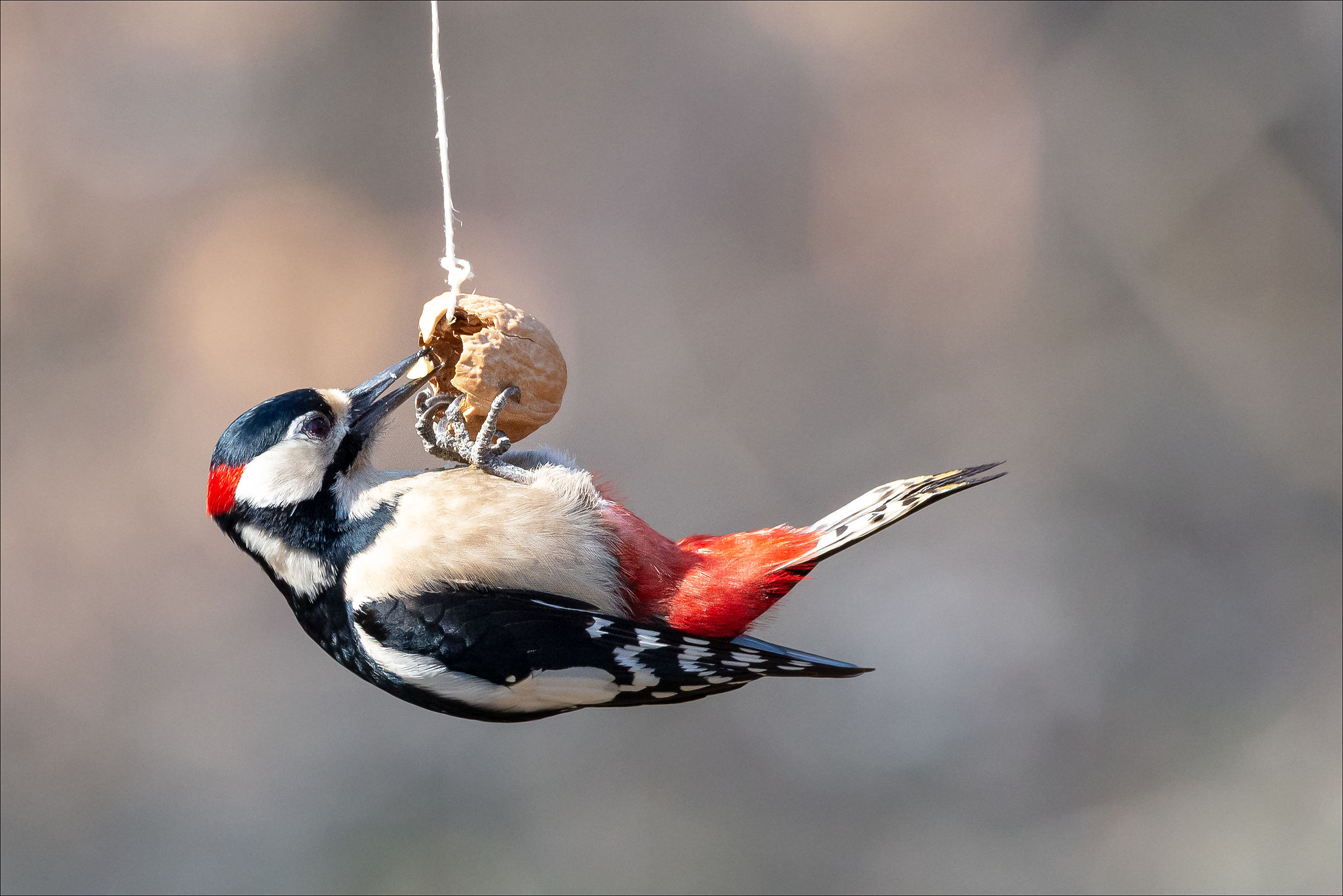 Picchio rosso maggiore