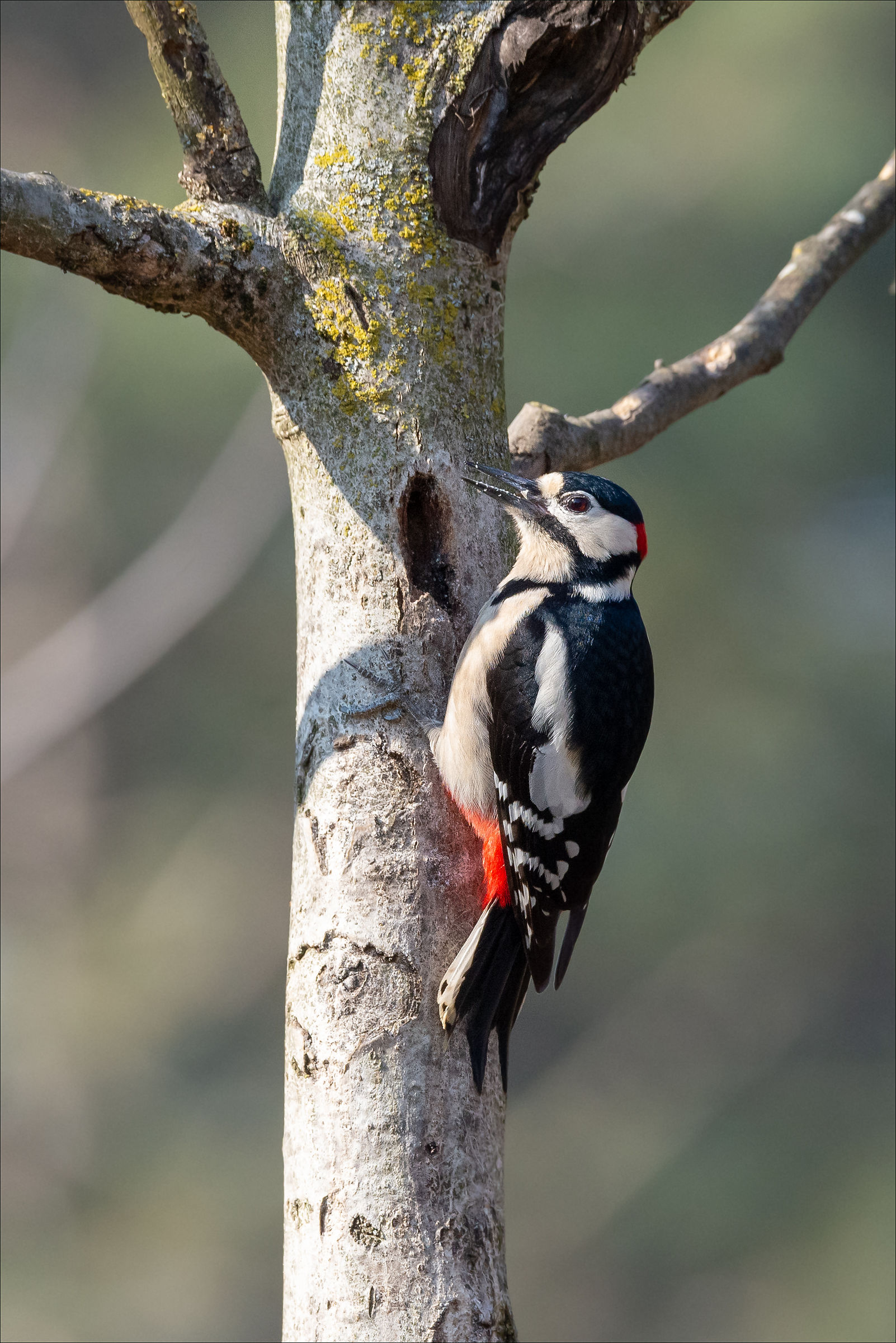 Picchio rosso maggiore 2