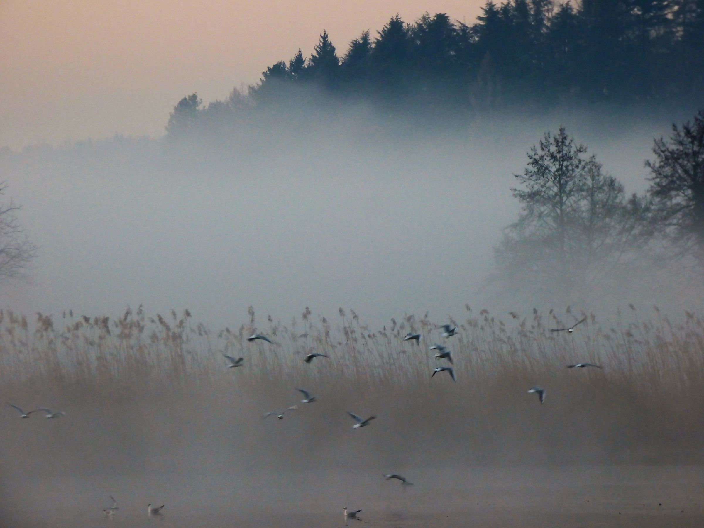 Fog on the River Adda