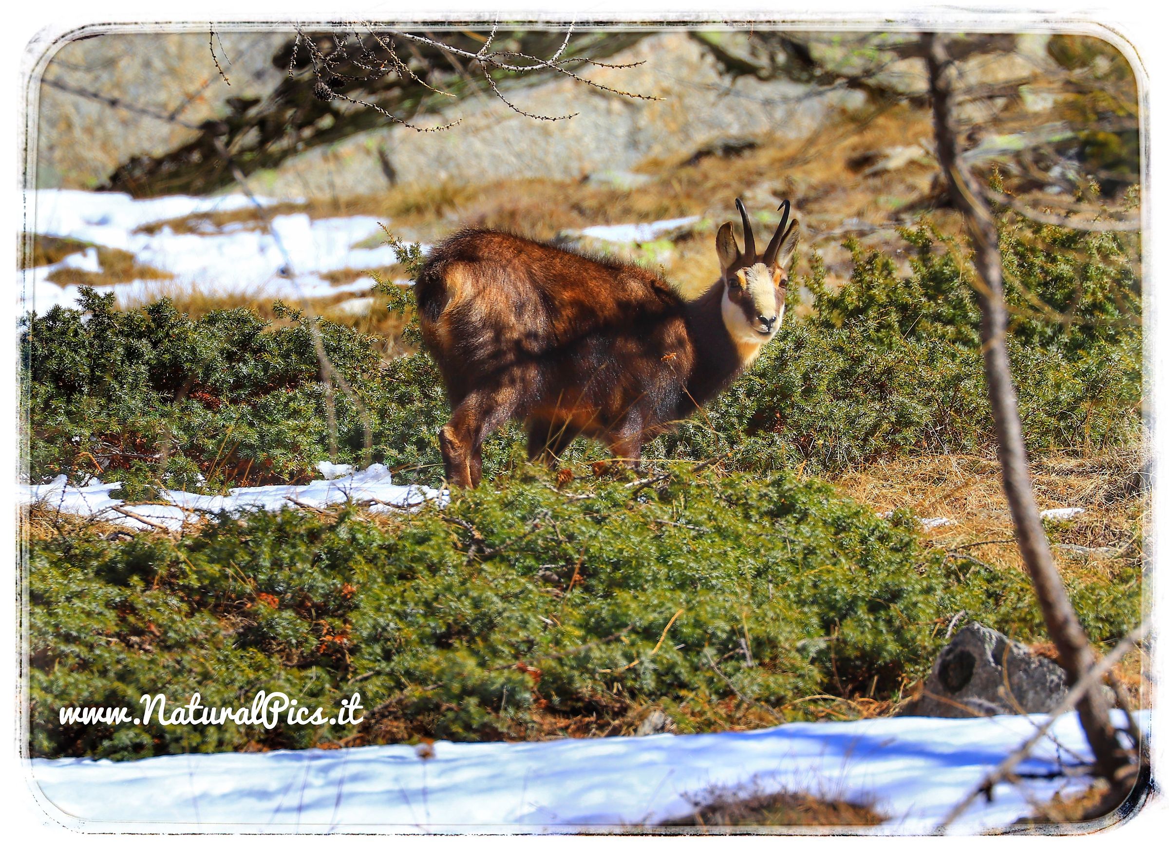 #camoscio #rupicaprarupicapra