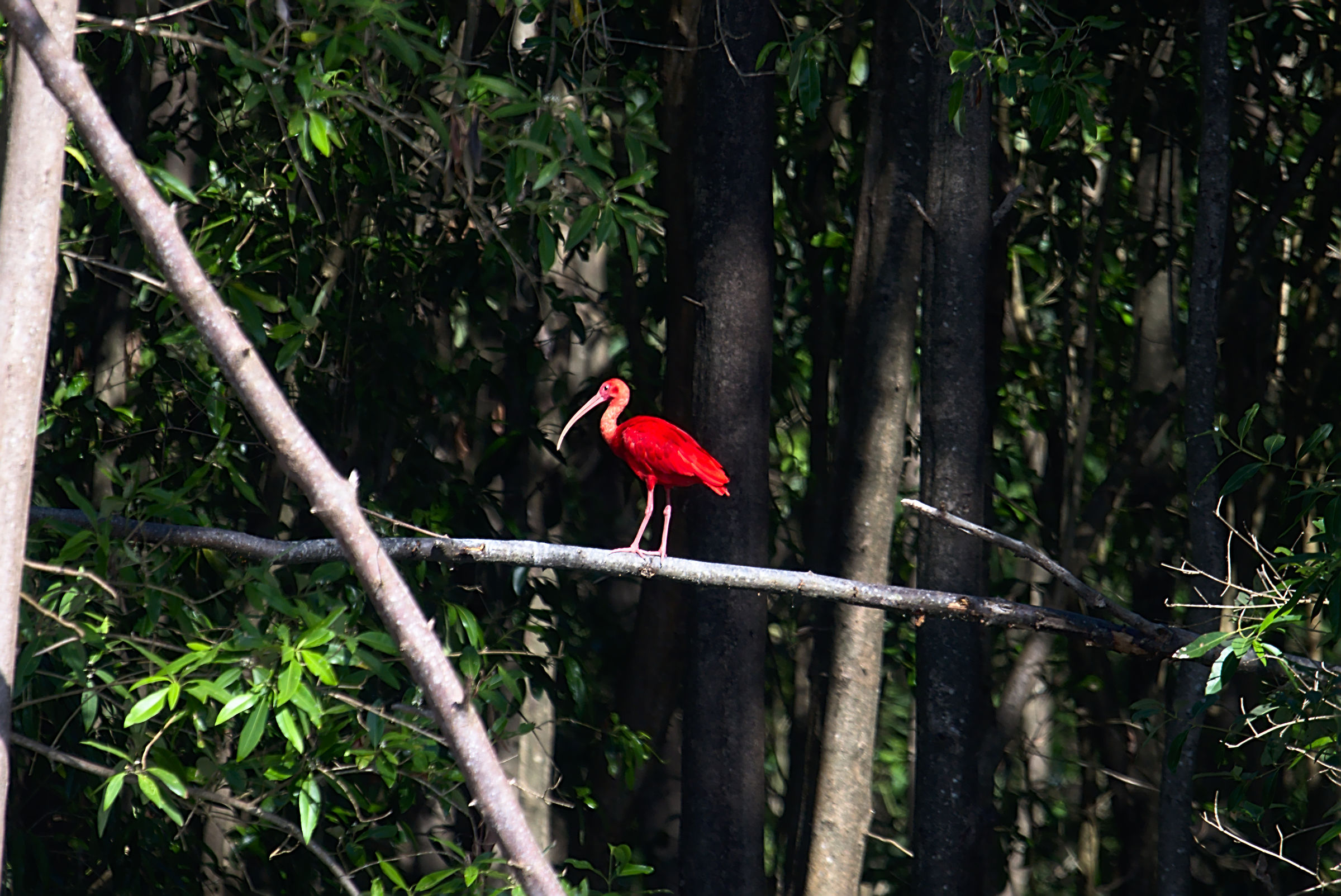 Red Ibis