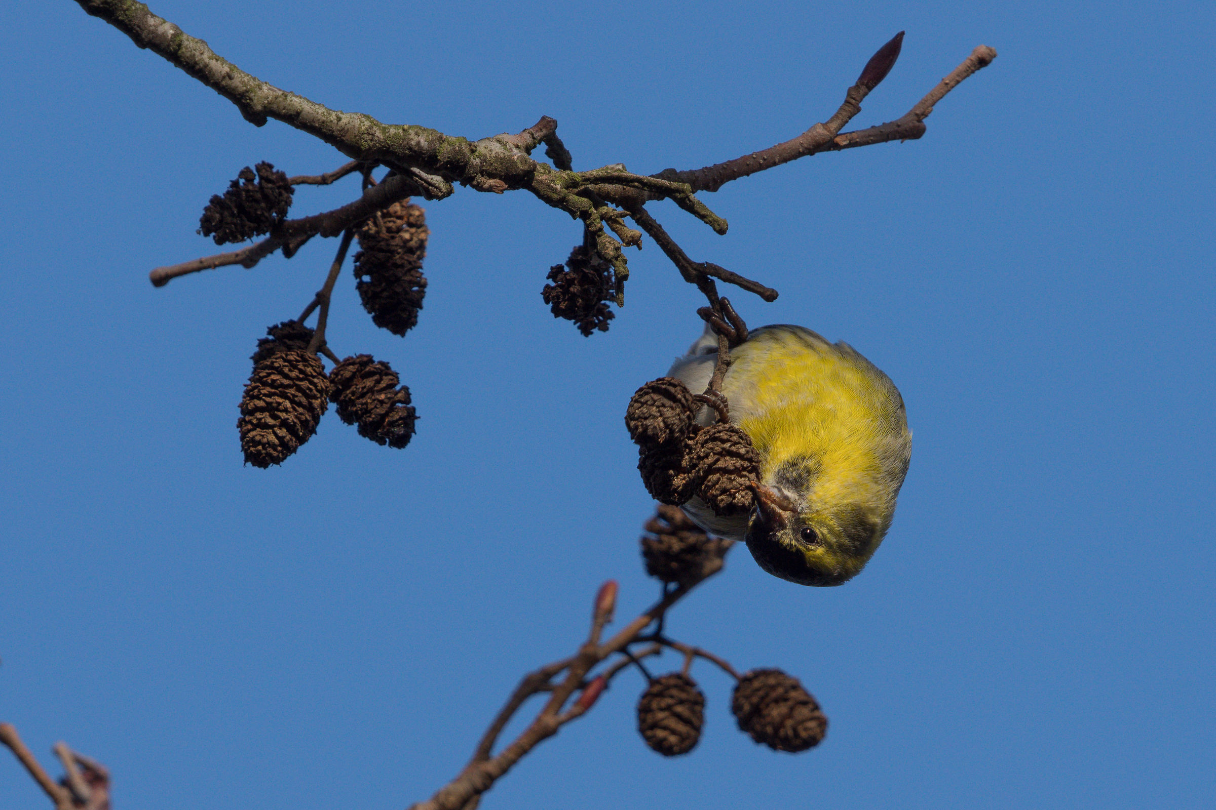 Carduelis spinus eurasiatica (Spinus Spinus)