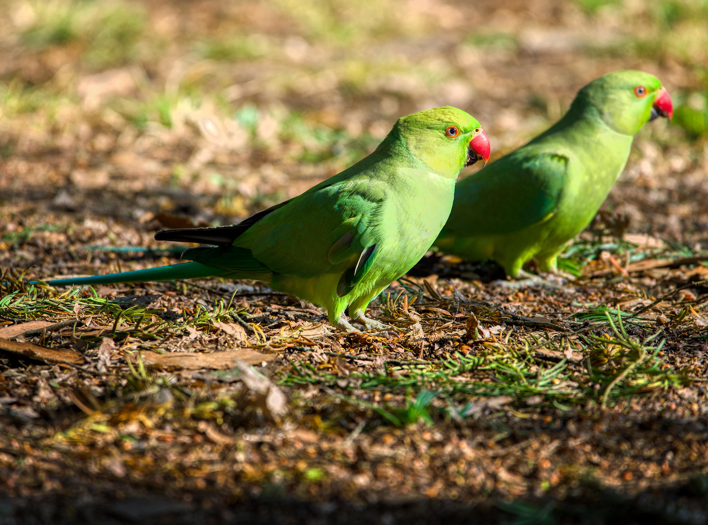 Parakeets-Monza Park