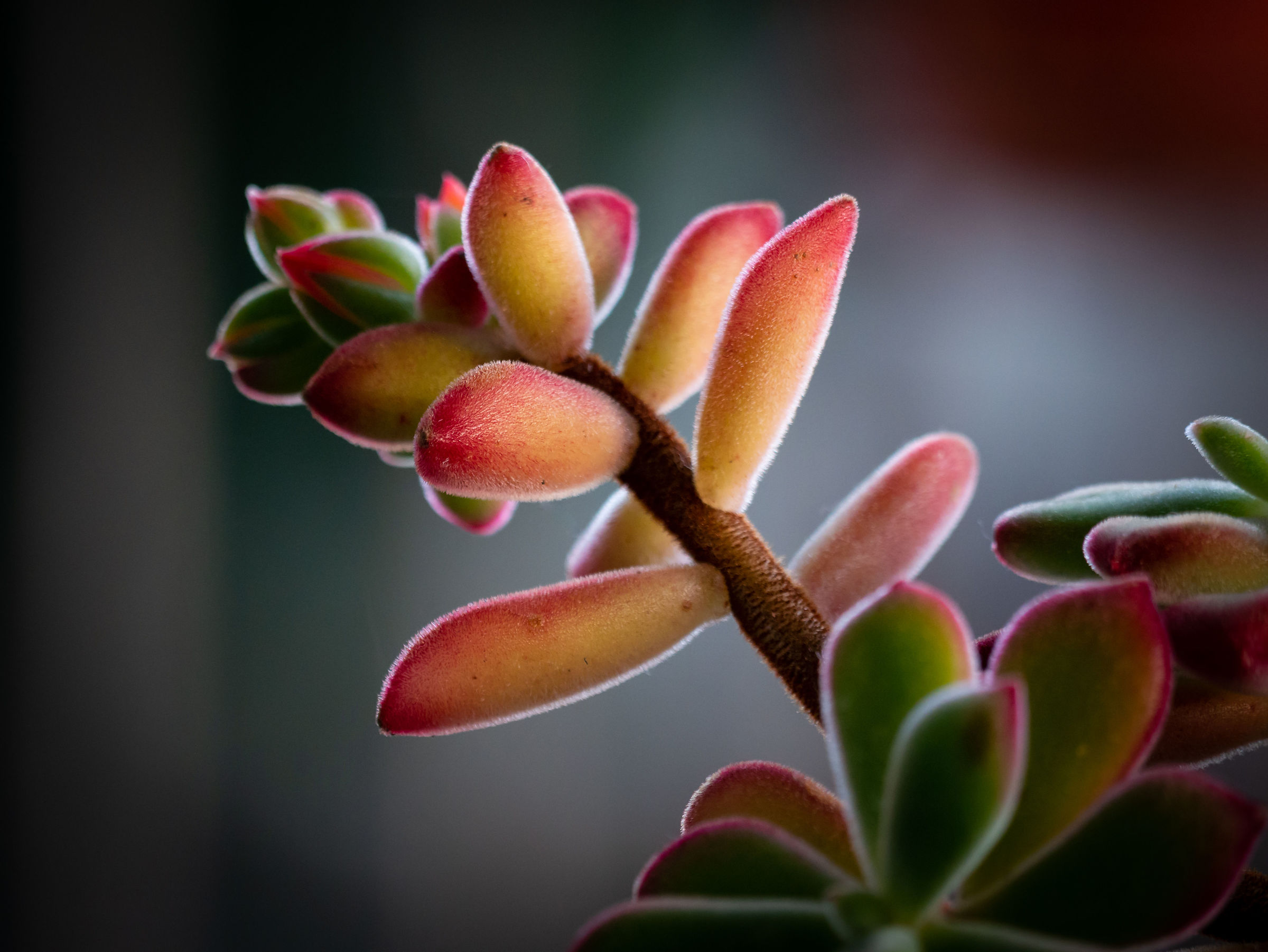 Flowering plant in garden