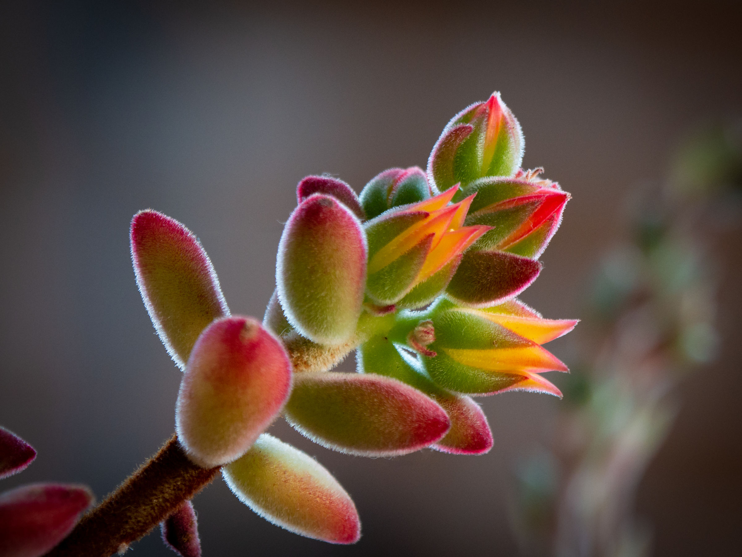 Flowering plant in garden