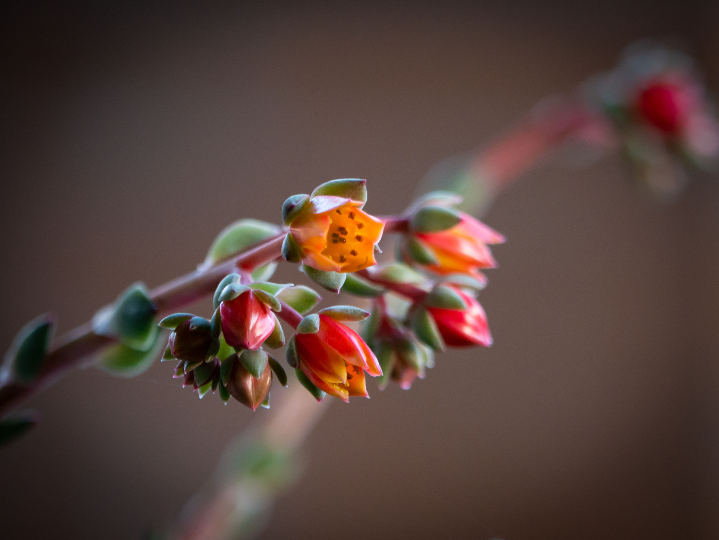 Pianta fiorita in giardino