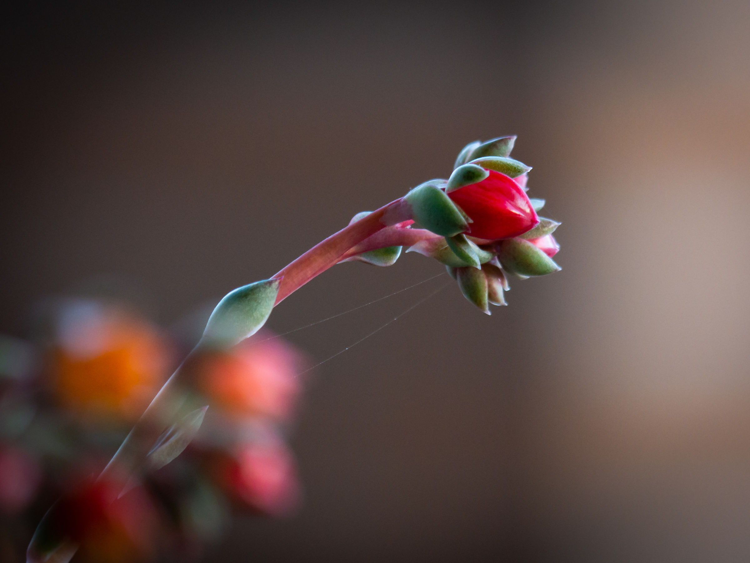 Flowering plant in garden