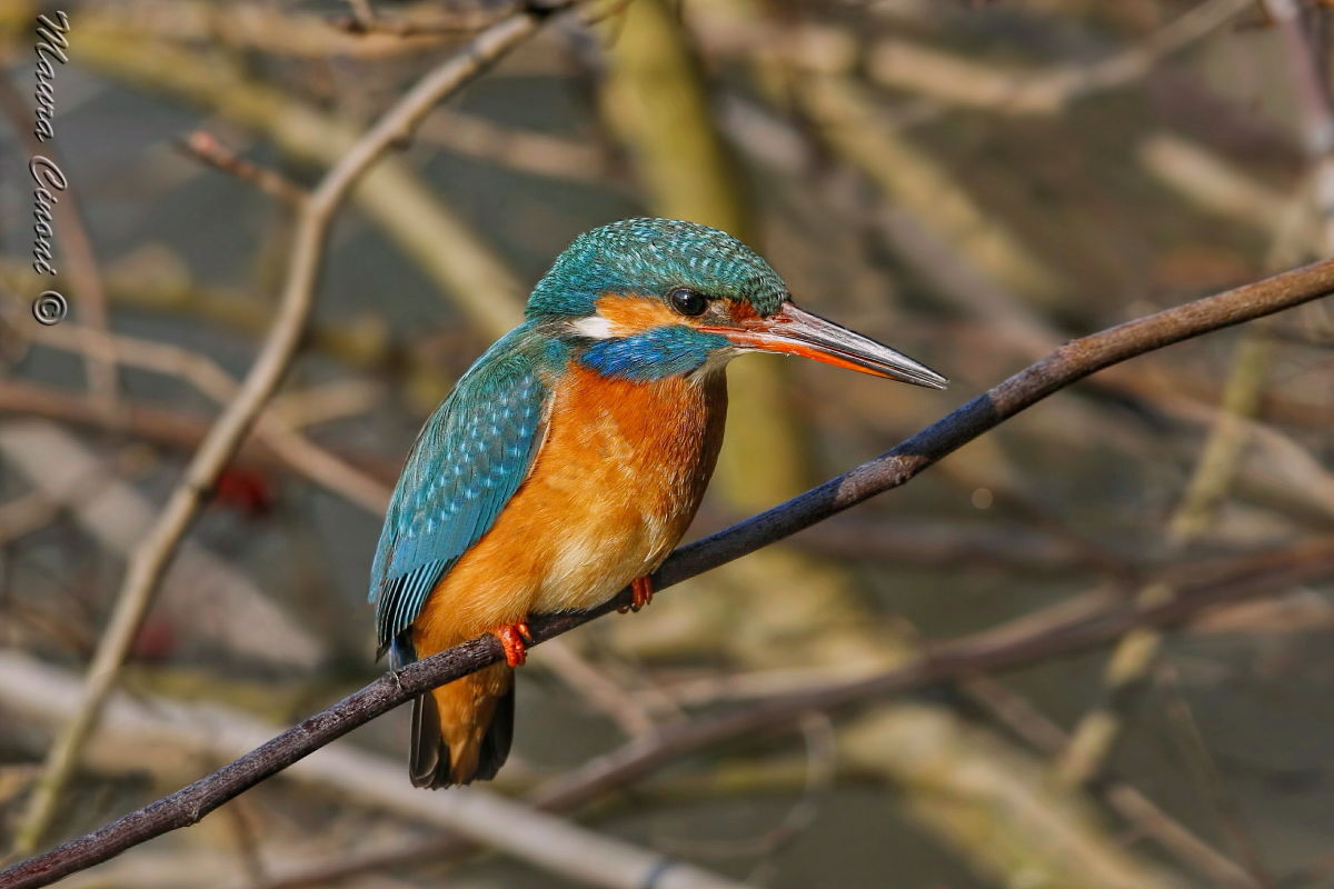 Martin Pescatore nel tardo pomeriggio