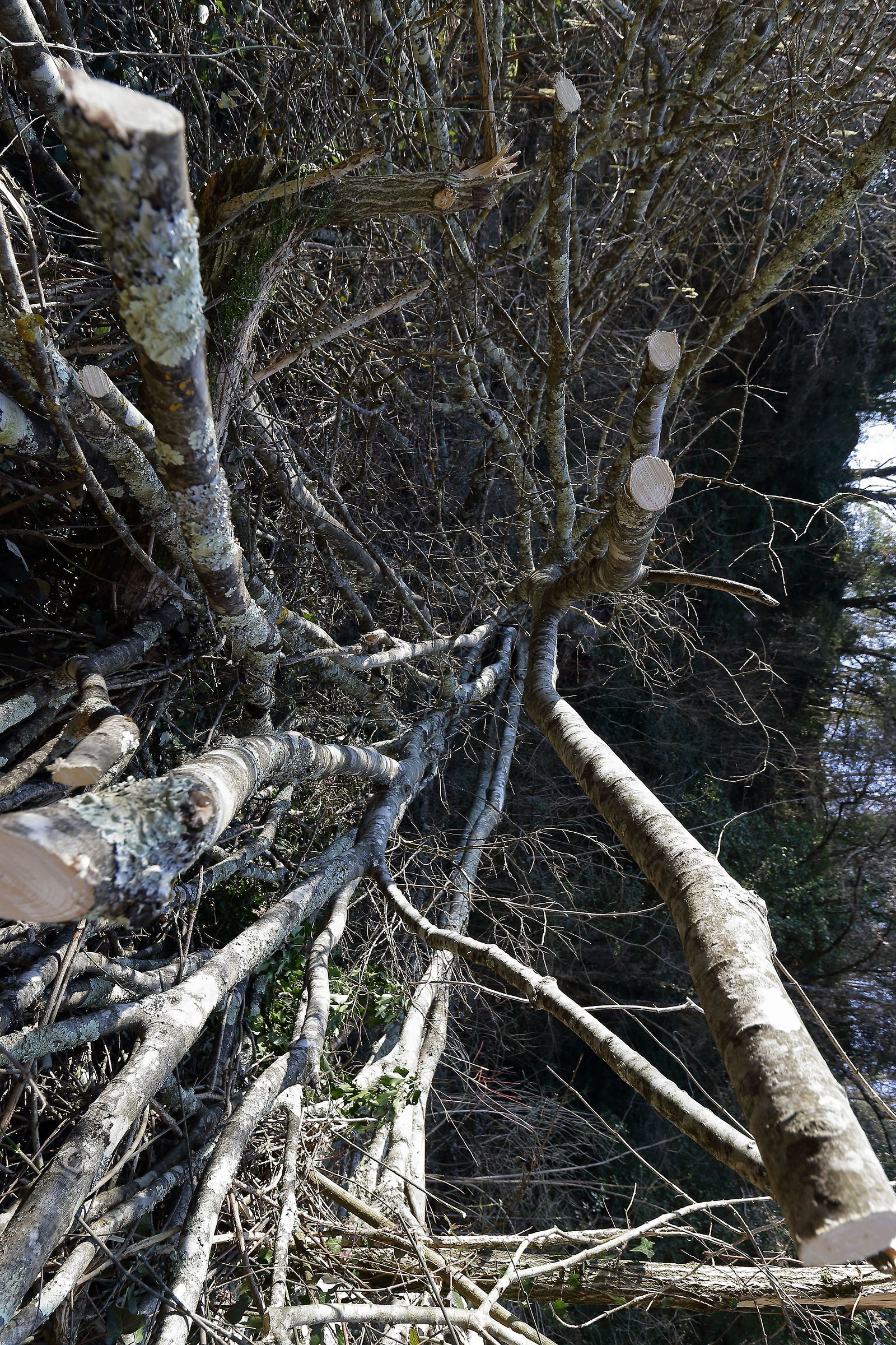 Horizontal Perspective