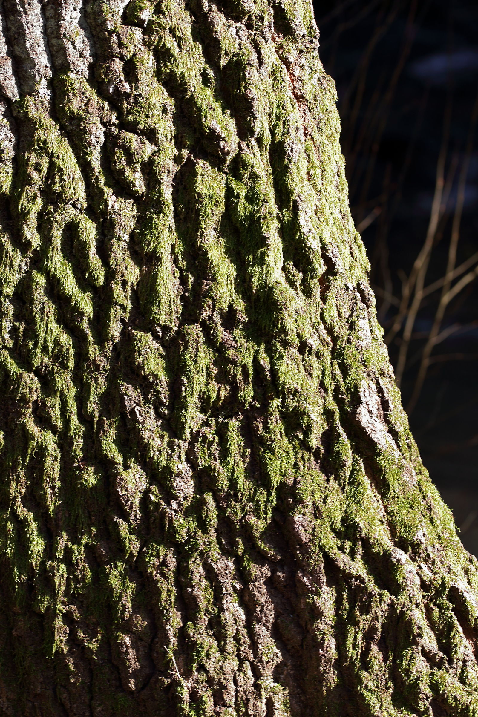 North side of the trunk