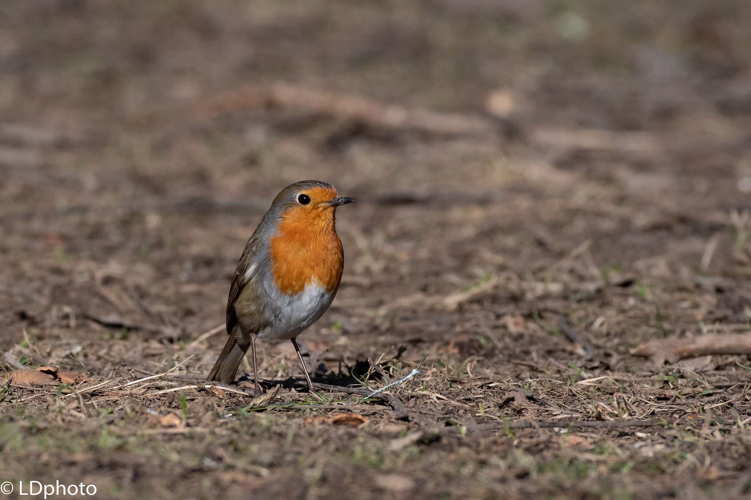 Pettirosso ( Erithacus rubecula )