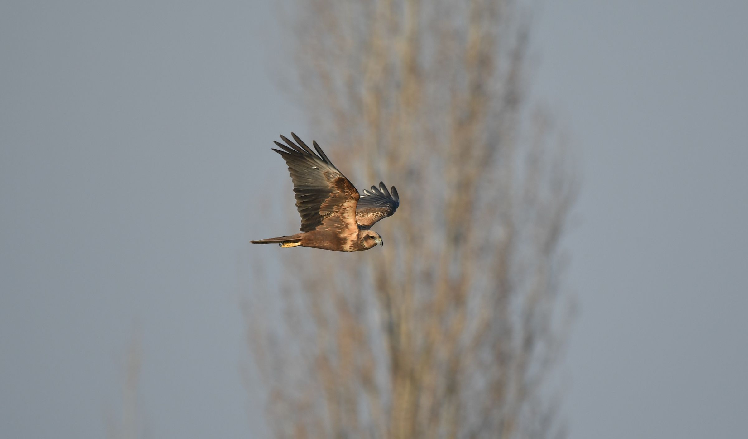 Marsh Hawk